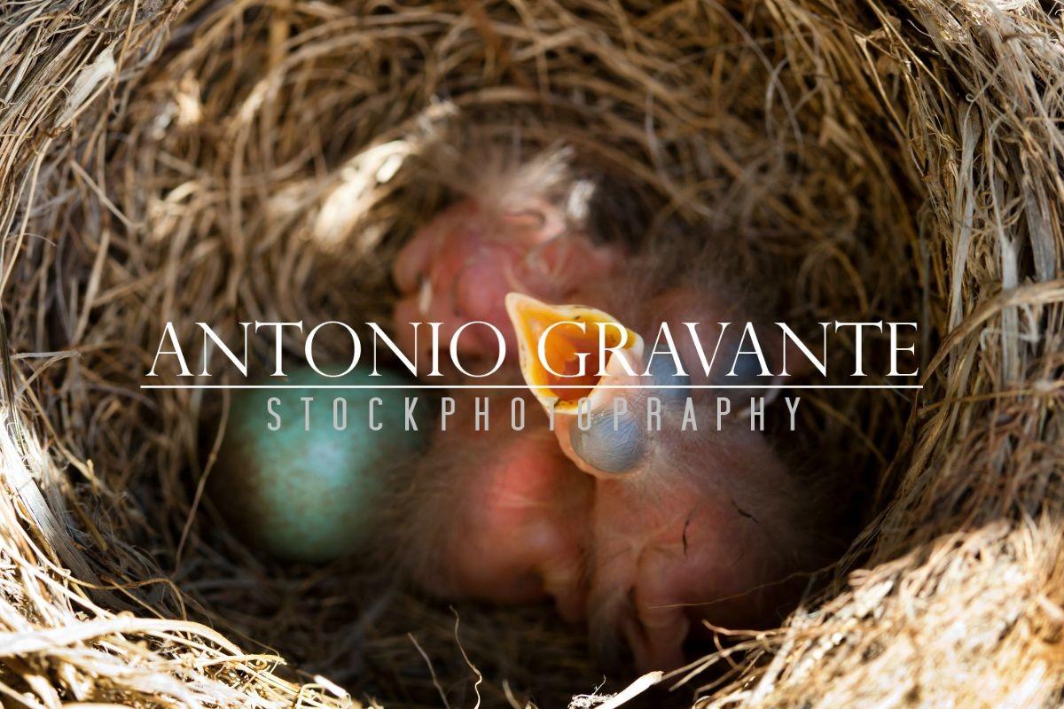 Baby Blackbirds in the Nest