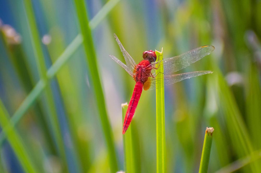 Red Dragonfly on a Green Grass