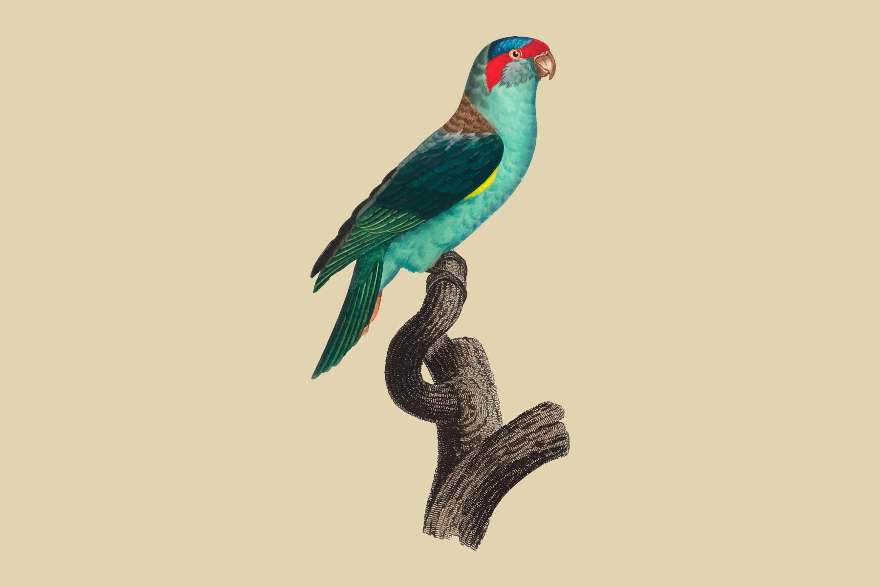 The Musk Lorikeet, Glossopsitta Concinna