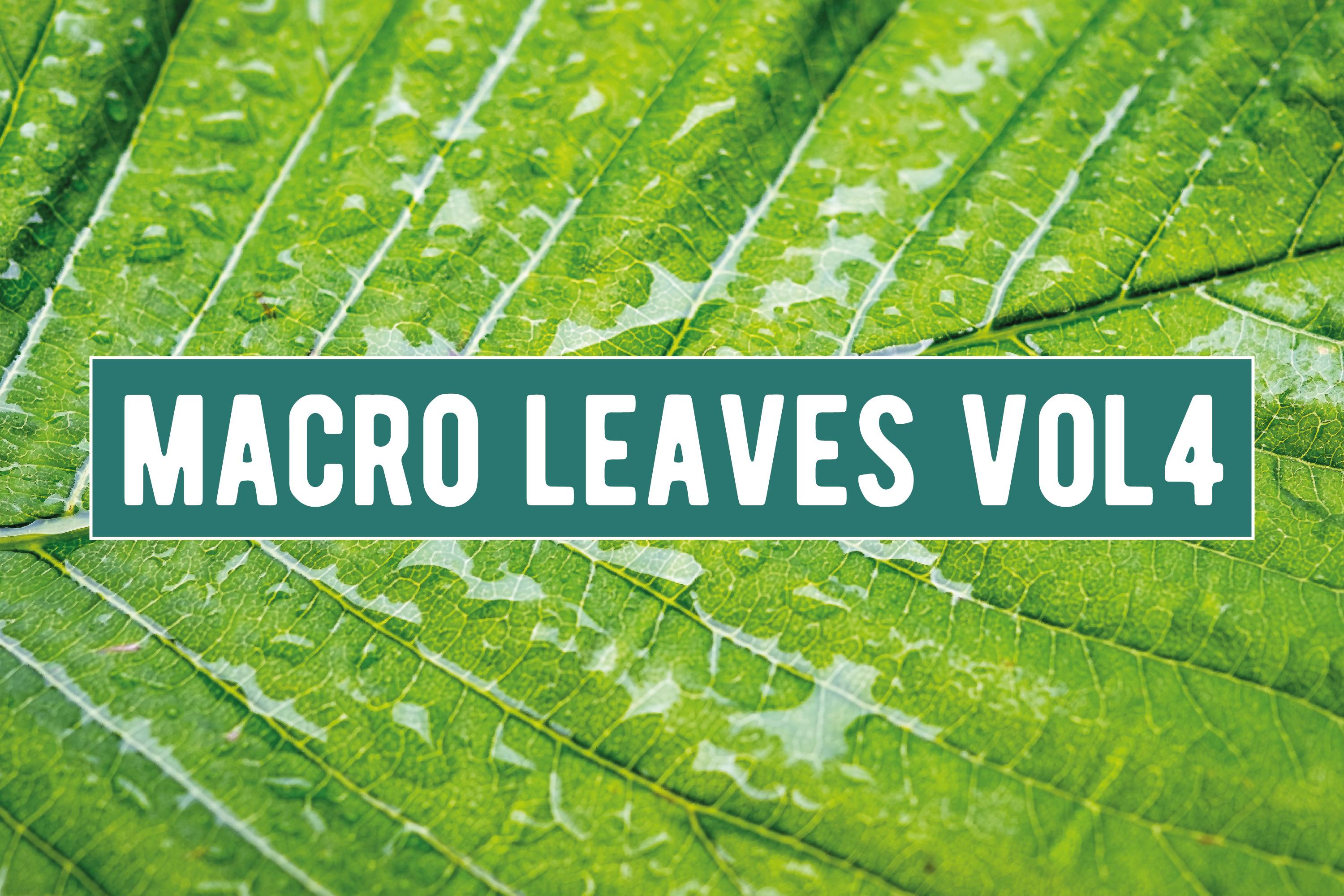 Macro Leaves Graphic Bundle