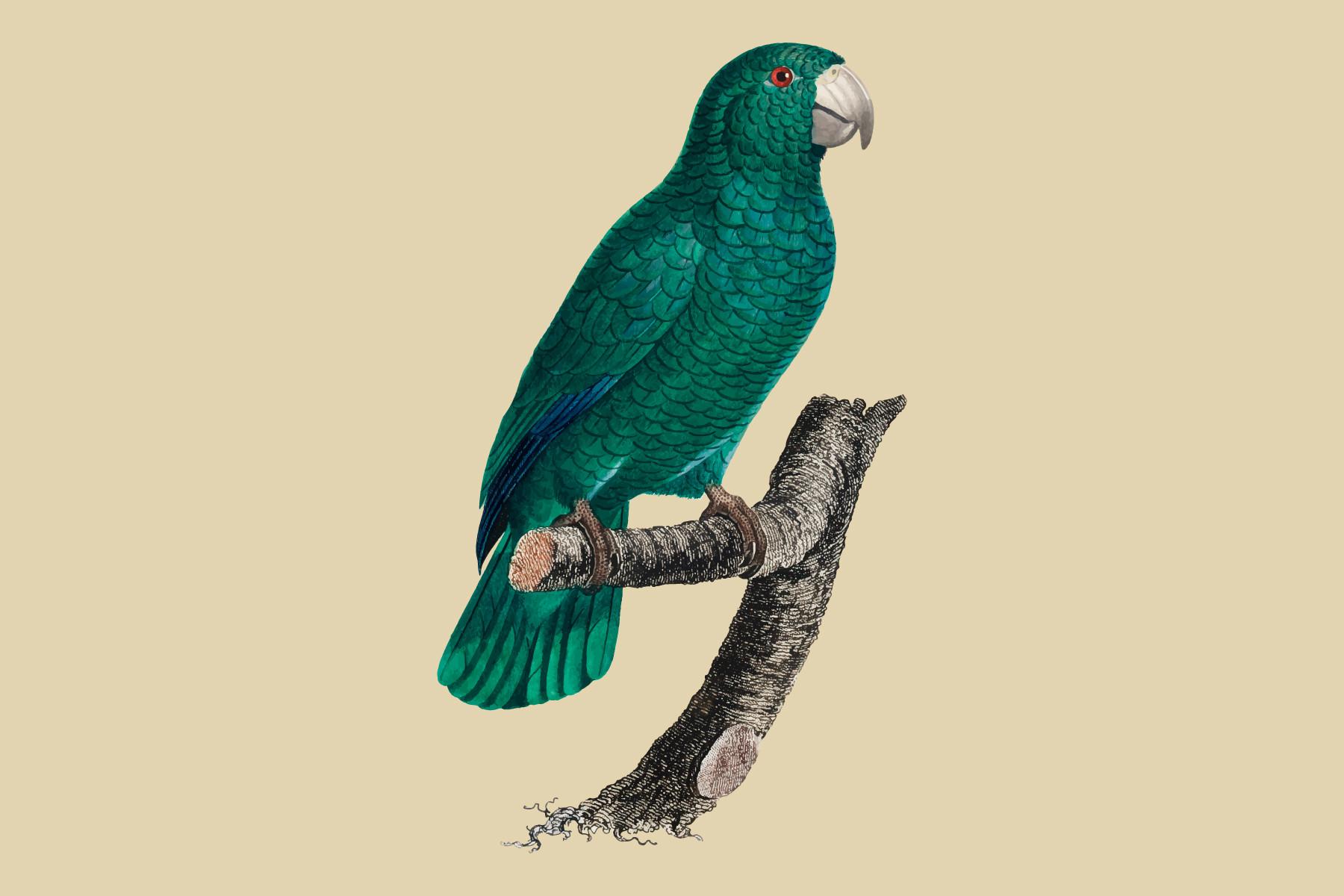 Hand Drawn the Cuban Amazon Illustration