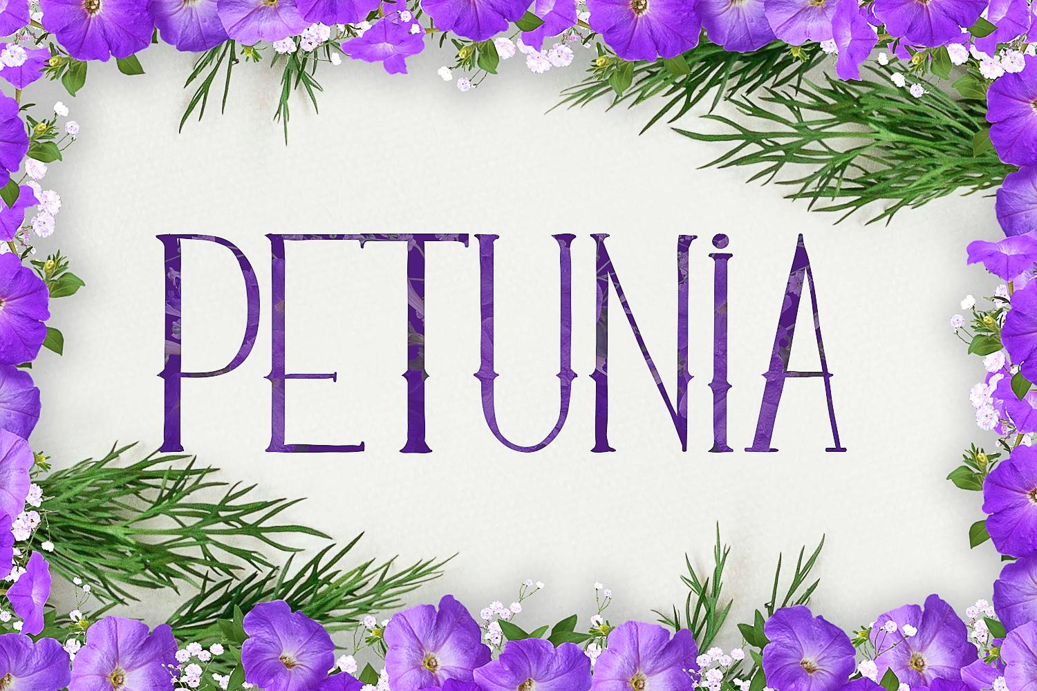 Petunia Font