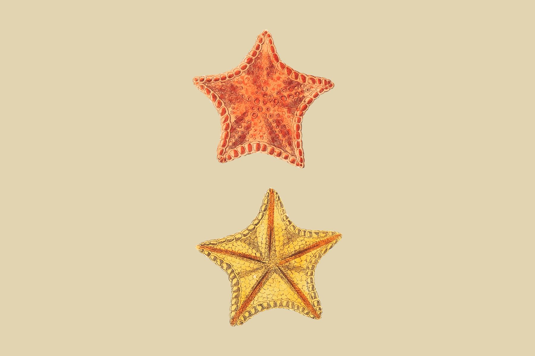 Carved Asterias or Mince-Pie Star Fish