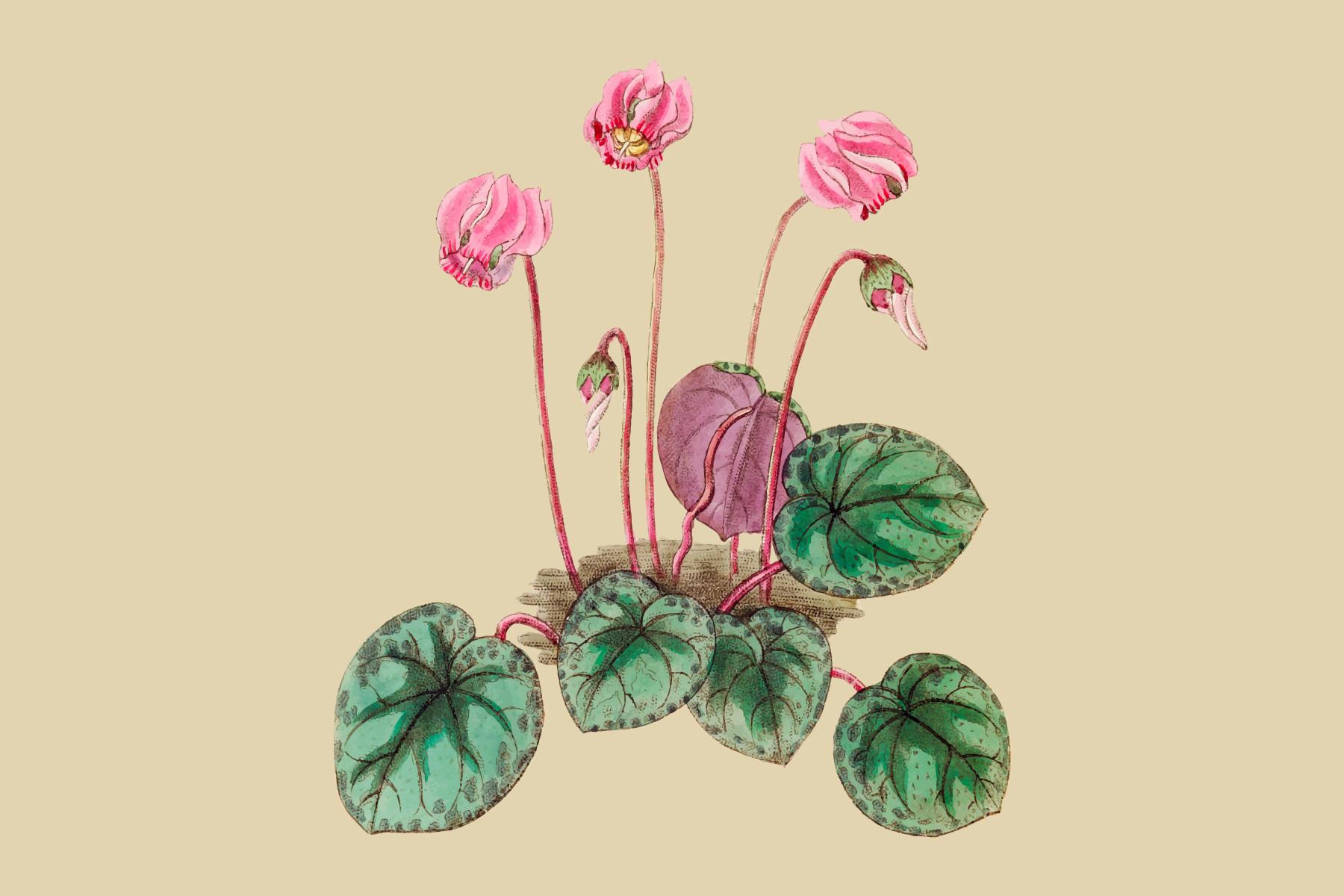 Hand Drawn Shore Cyclamen Illustration