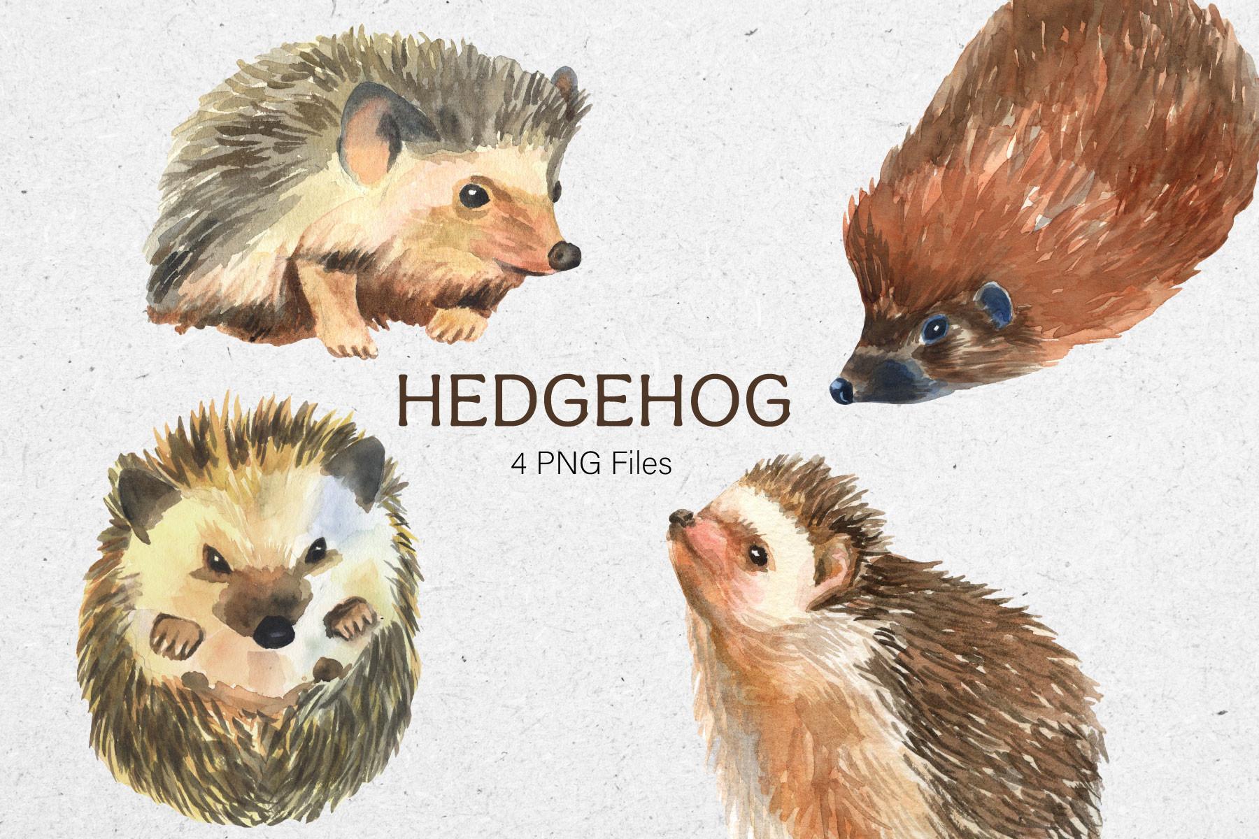 Hedgehog Clipart Watercolor Cute Animal