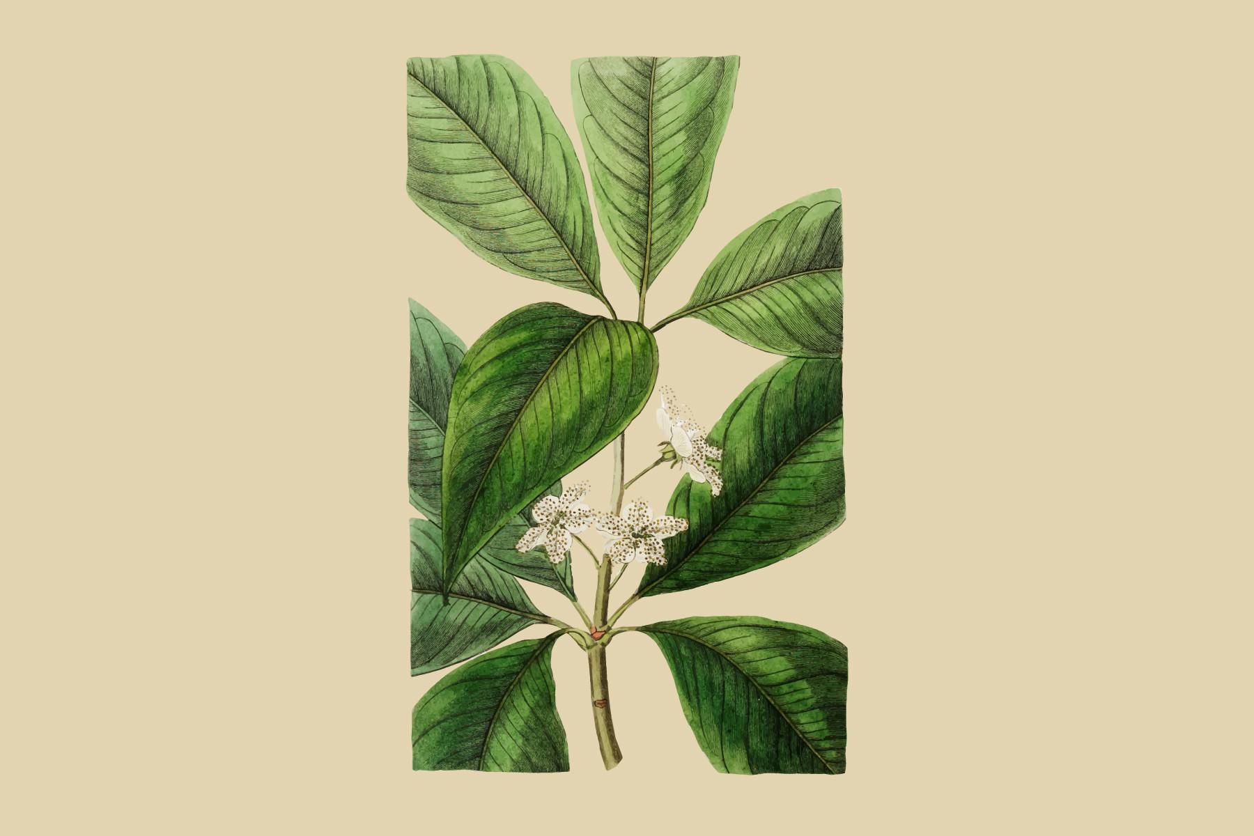 Large-leaved Tristania Illustration