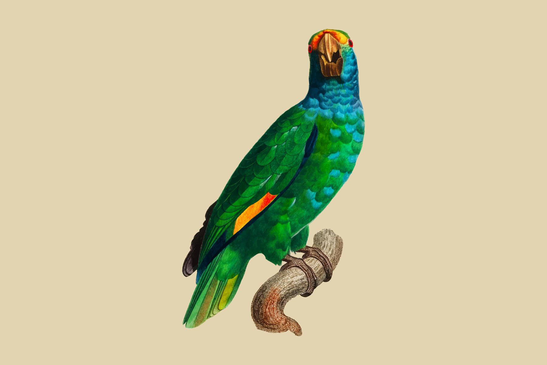 The Blue-Cheeked Amazon Illustration