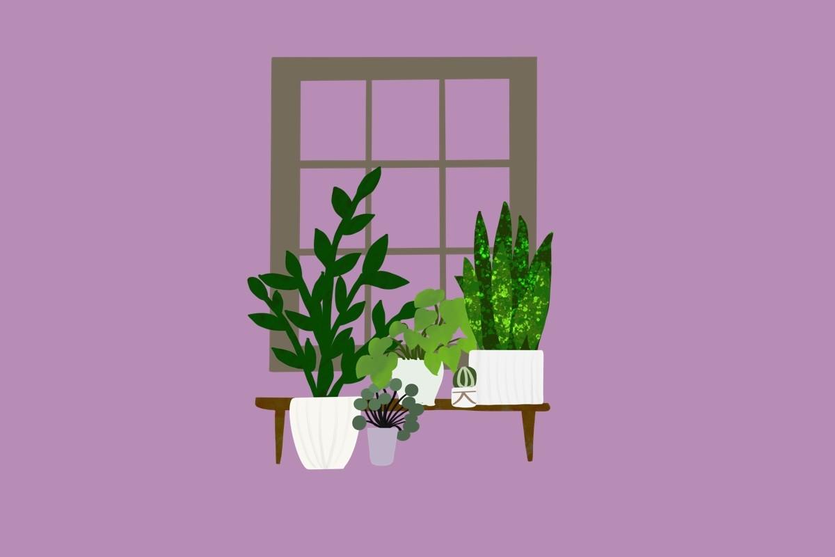 Ornamental Plants