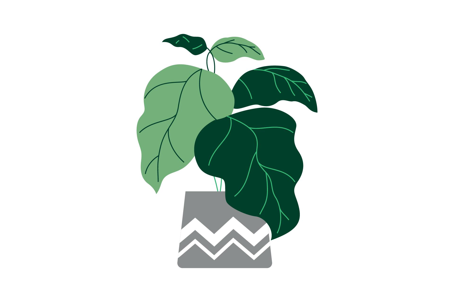 Plant Botany Exotic