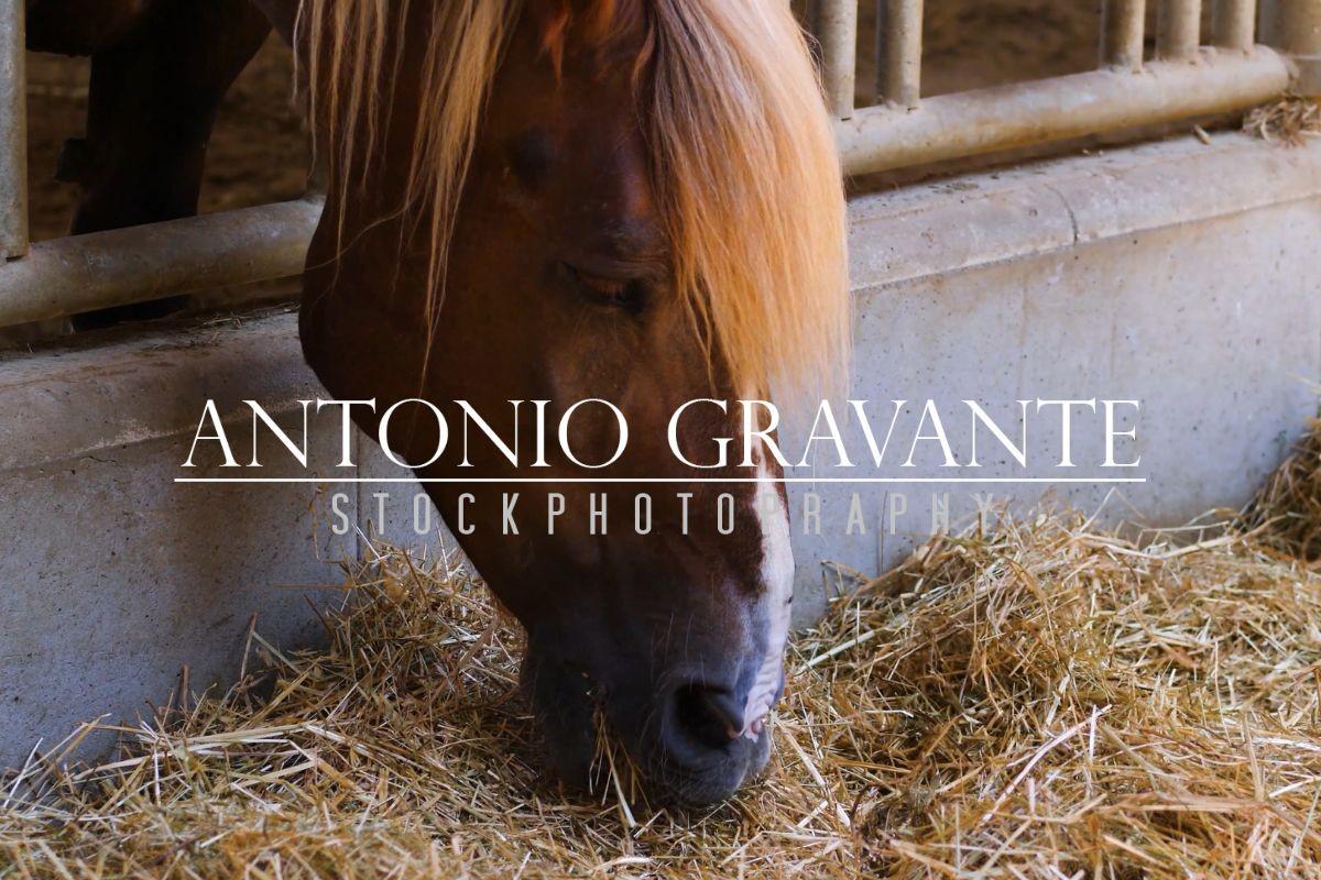 Beautiful Brown Horse Eats Hay in the Breeding Stable