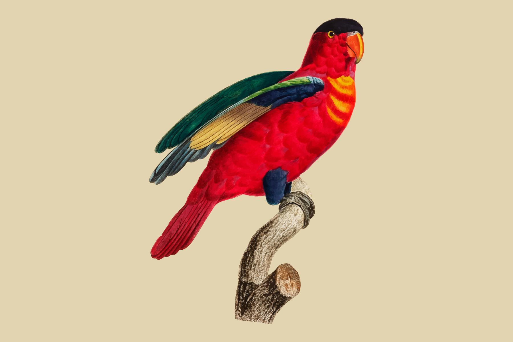 The Purple-Naped Lory Illustration