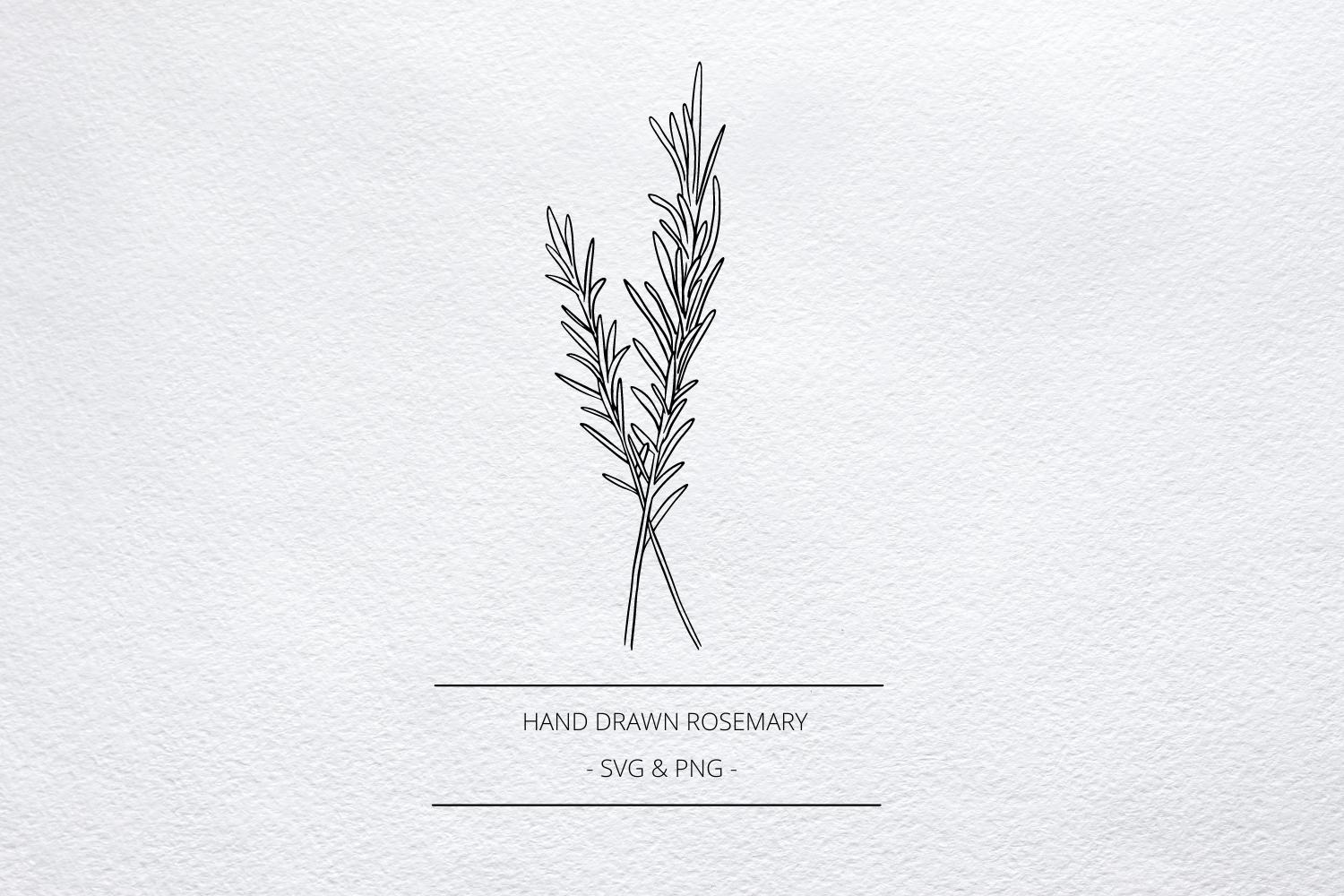 Rosemary Sprig SVG Illustration, PNG