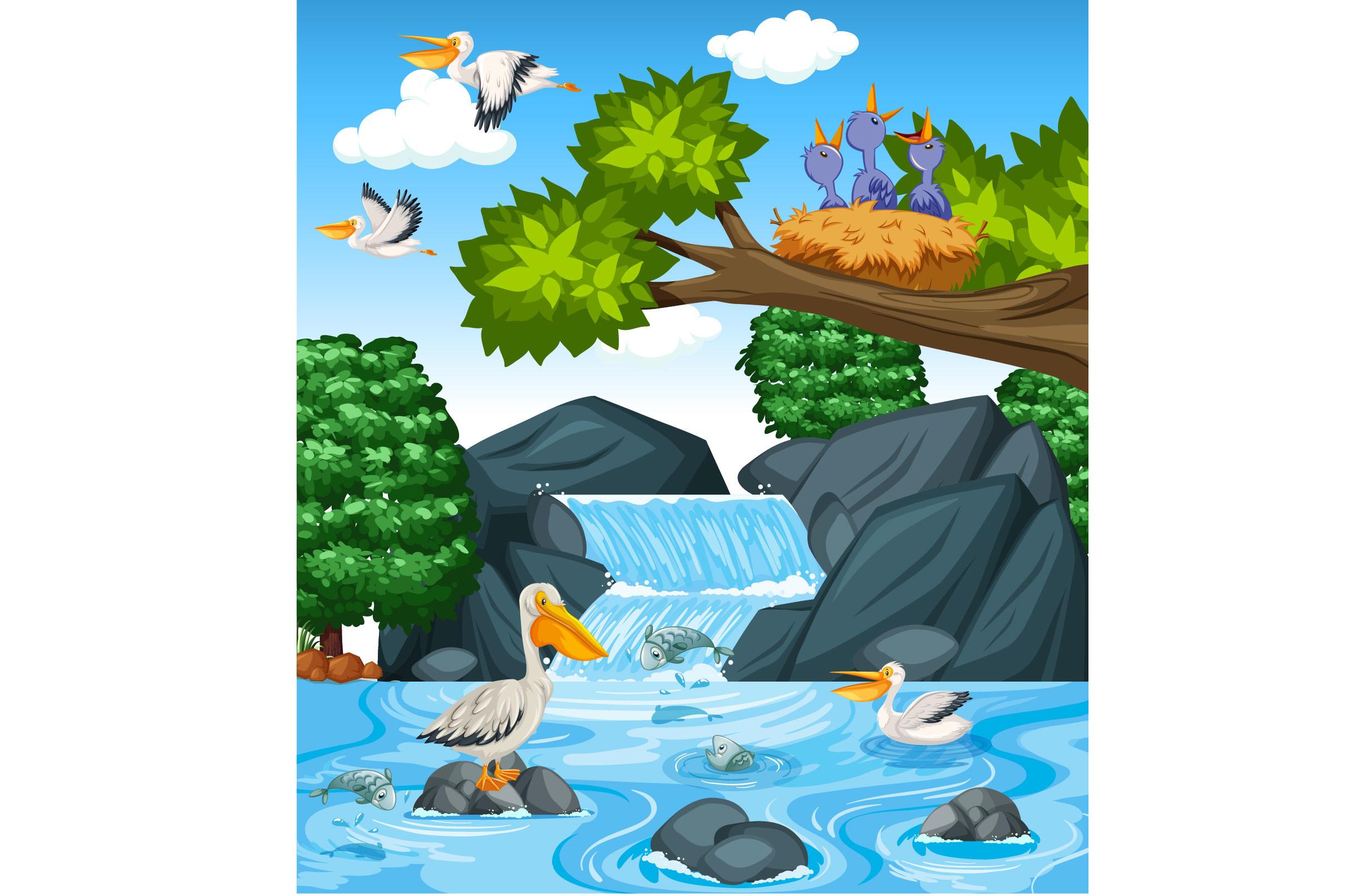 Many-brown-pelicans-waterfall-scene