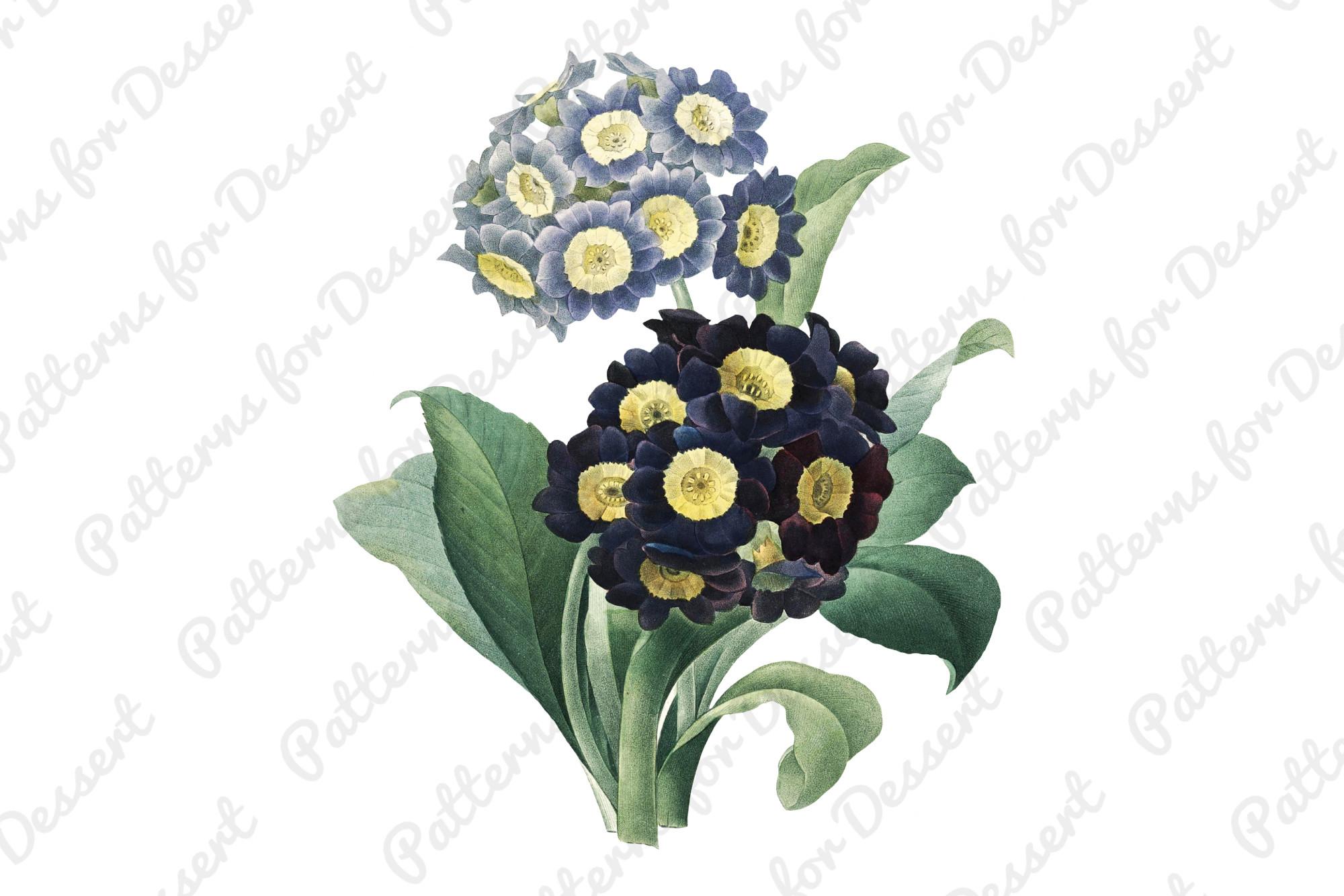 Auricula Vintage Flower Clip Art