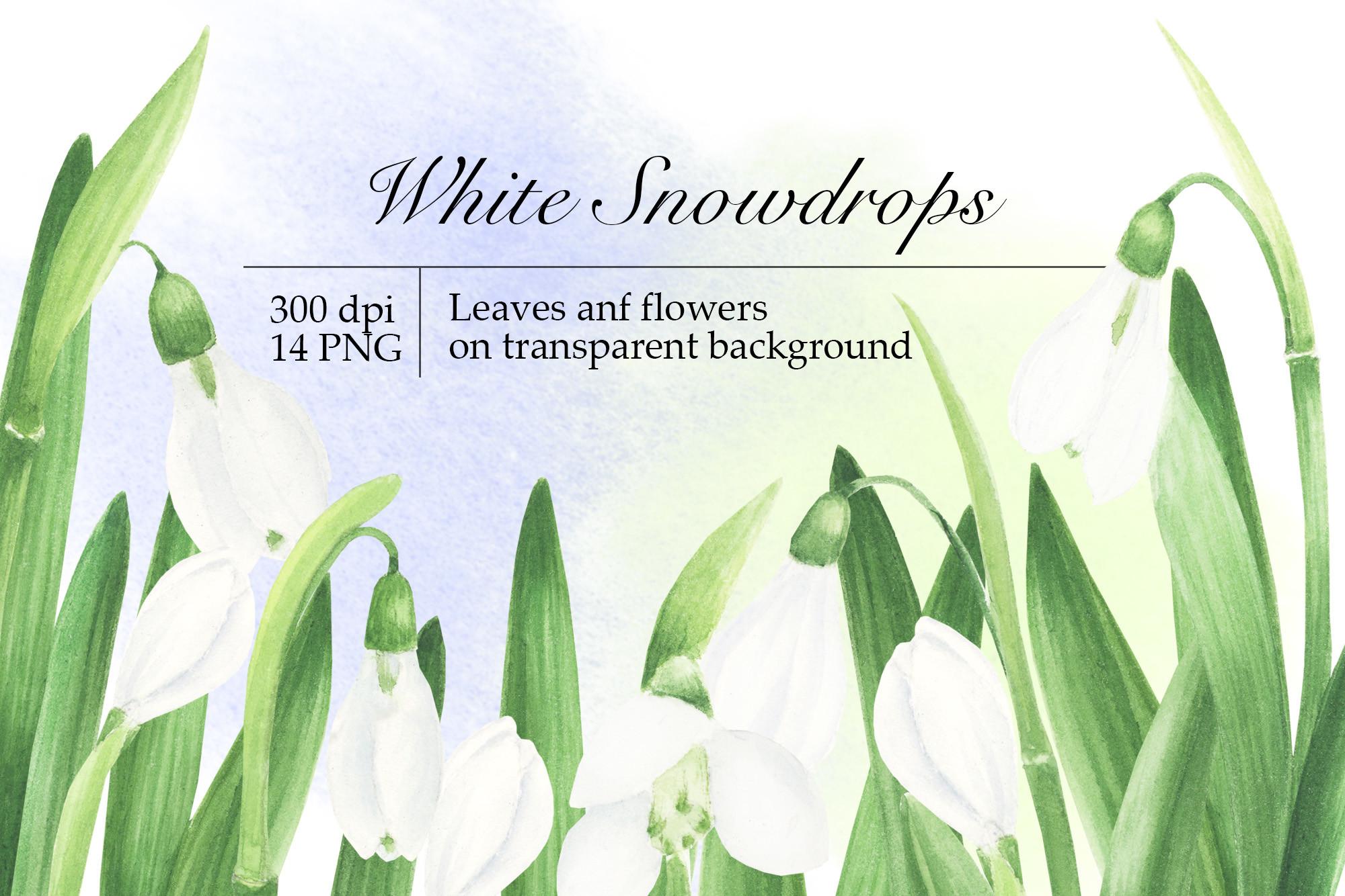 Watercolor Snowdrops Clipart