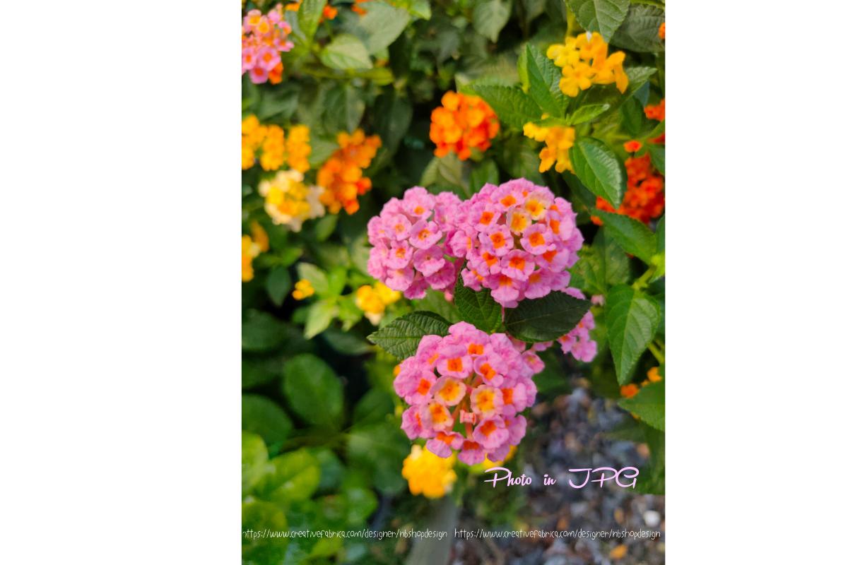 Flower Garden Valentine