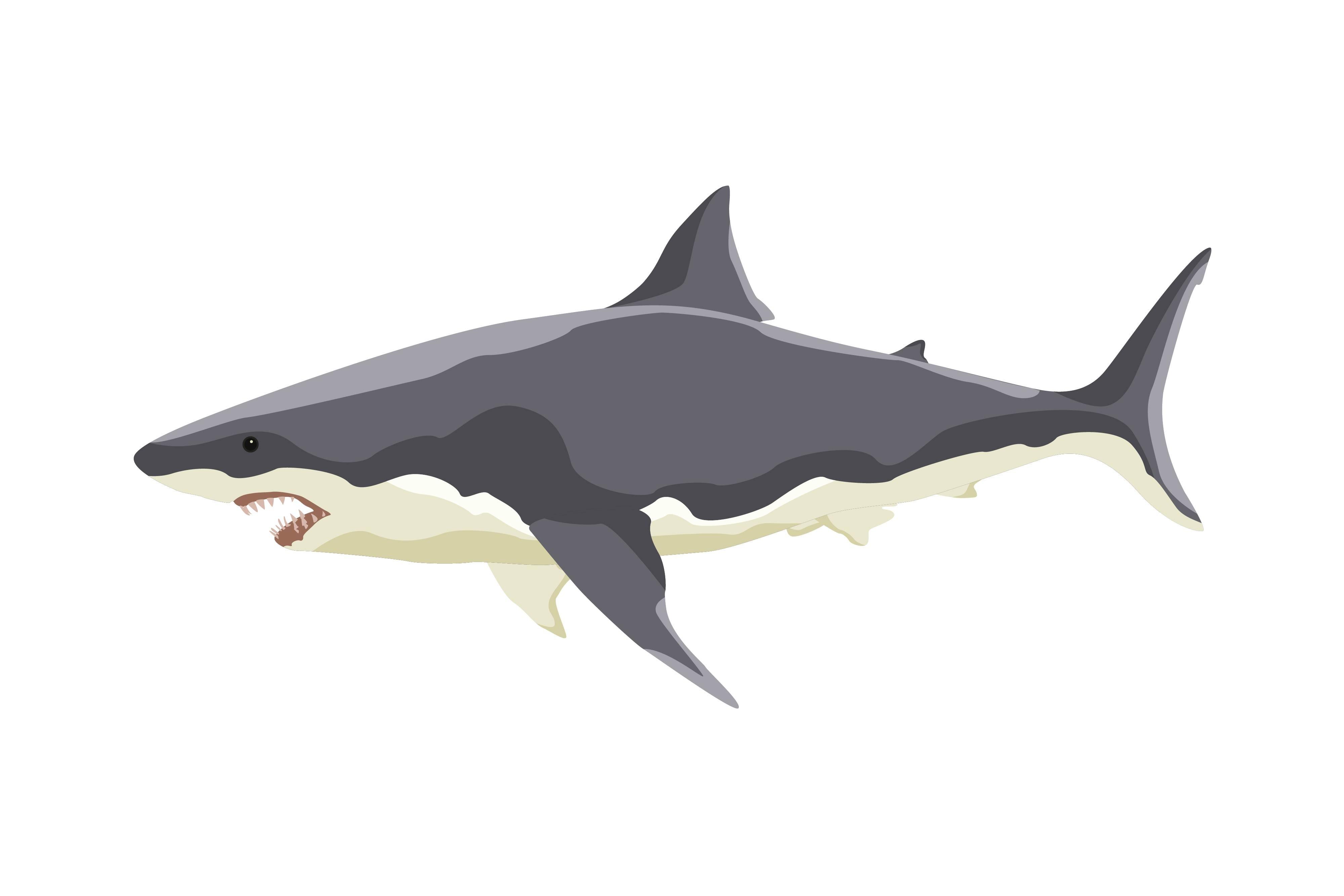 Pretty Shark in the Sea Vector