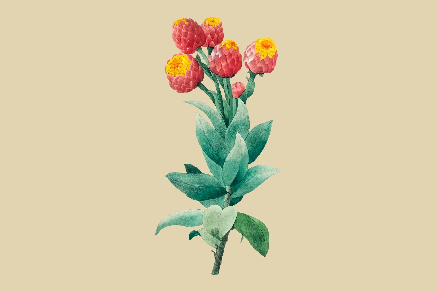Hand Drawn Cudweed Illustration