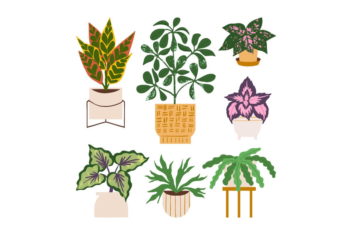 Houseplant Cozy Trendy Home Decor Plant