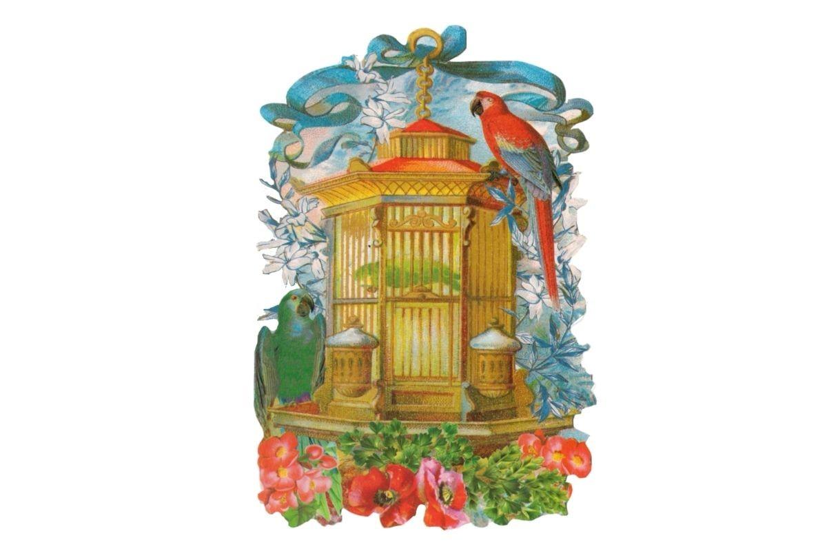 Vintage Parrots Clipart PNG