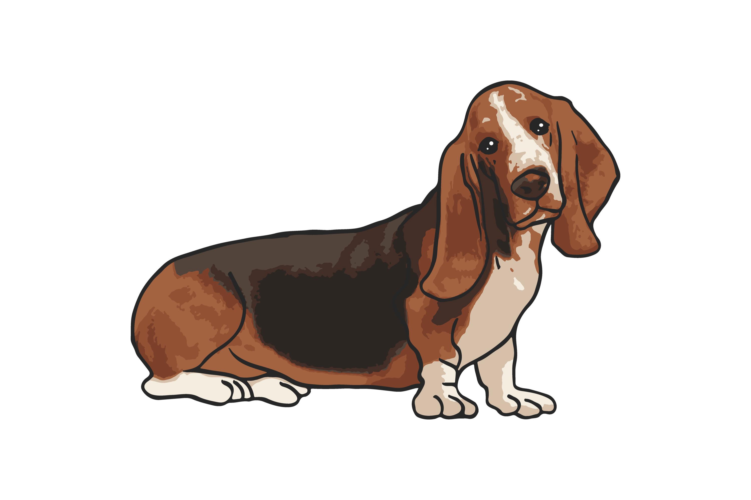 Basset Hound Dog Confused Sticker