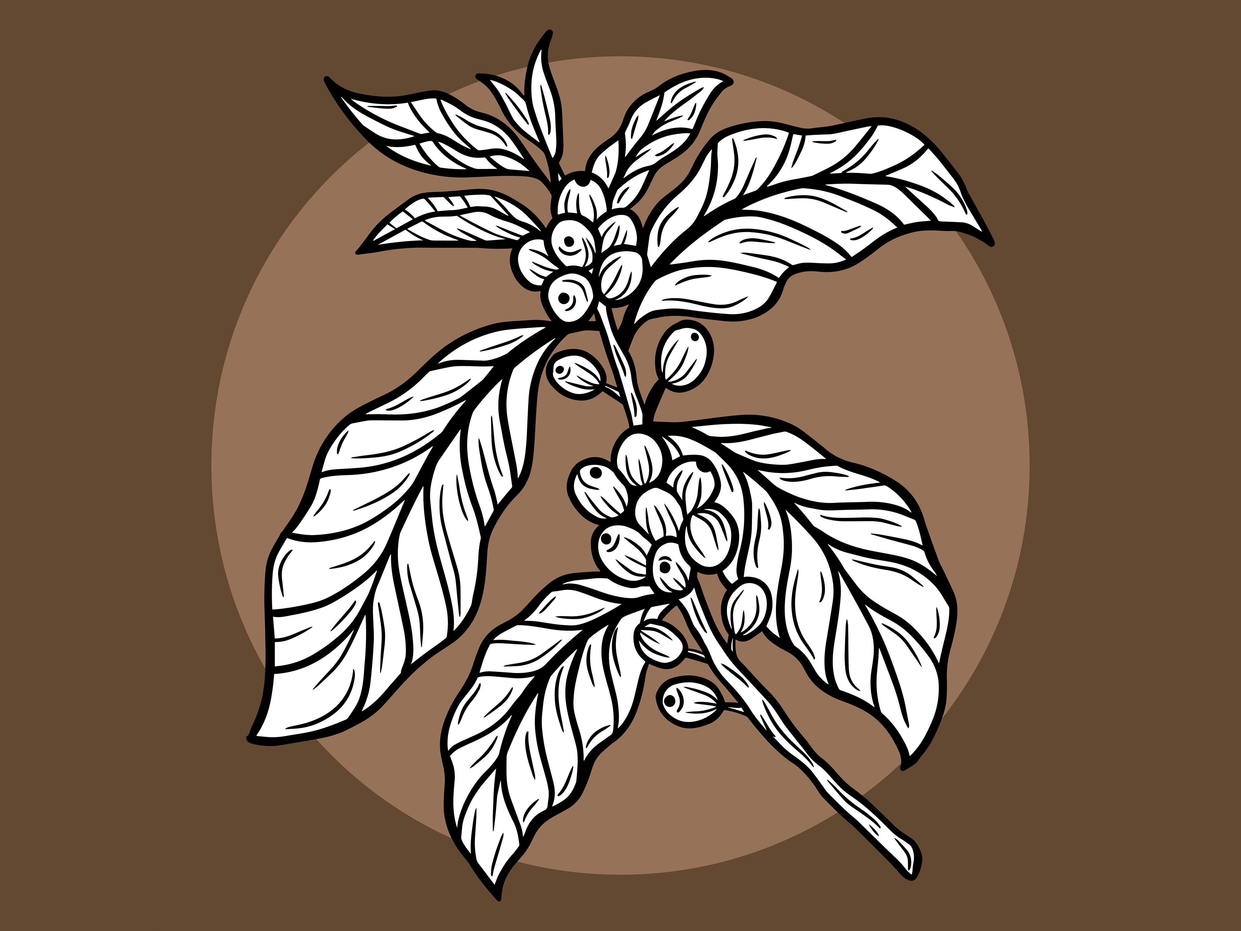 Set Leaf Tree Coffee Beans Nature