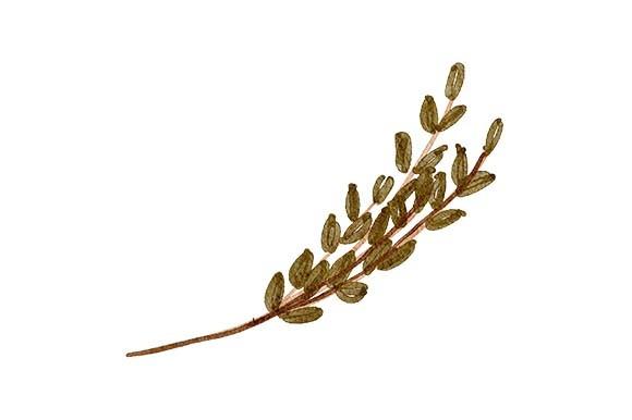 Leaf Foliage Watercolor Paint Element