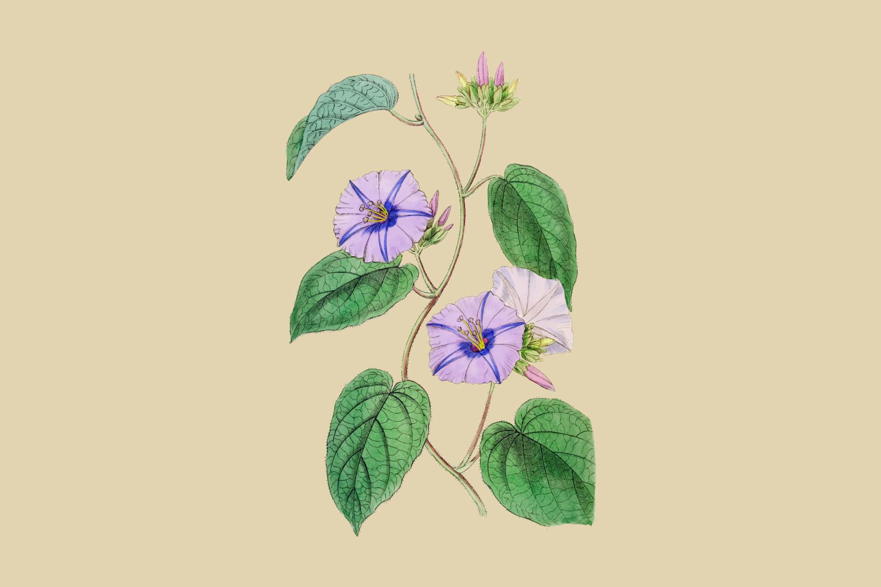 Hoary Jacquemontia Illustration
