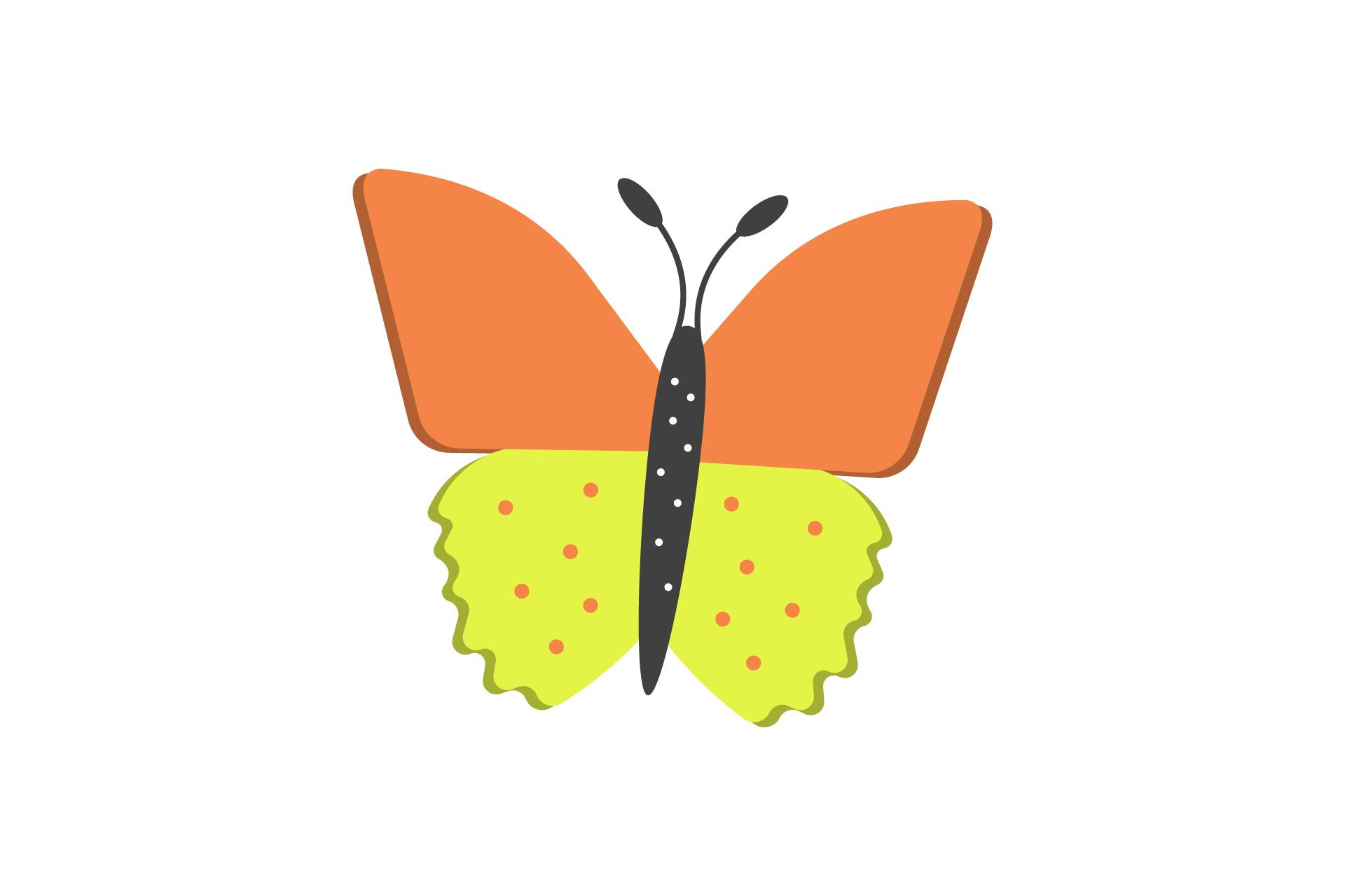 Summer Butterfly Nature