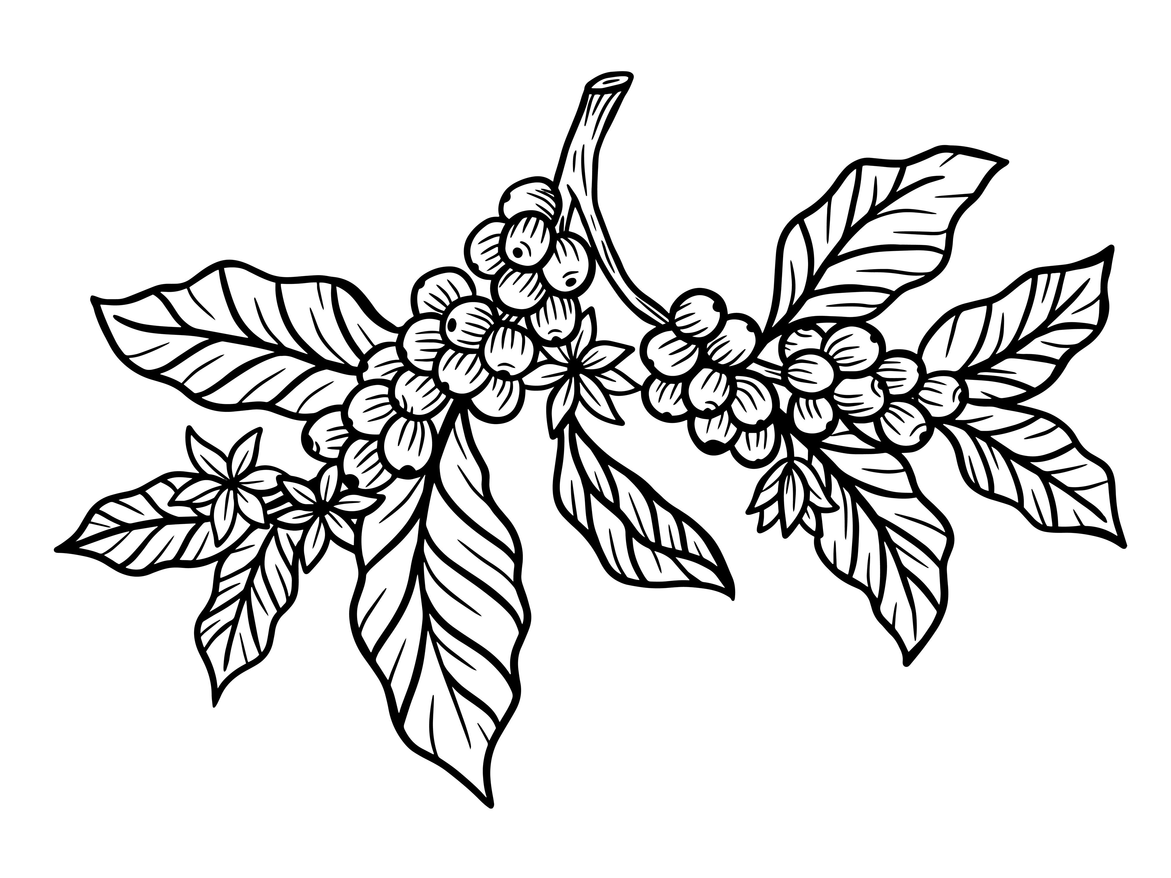 Set Leaf Tree Coffee Beans Nature