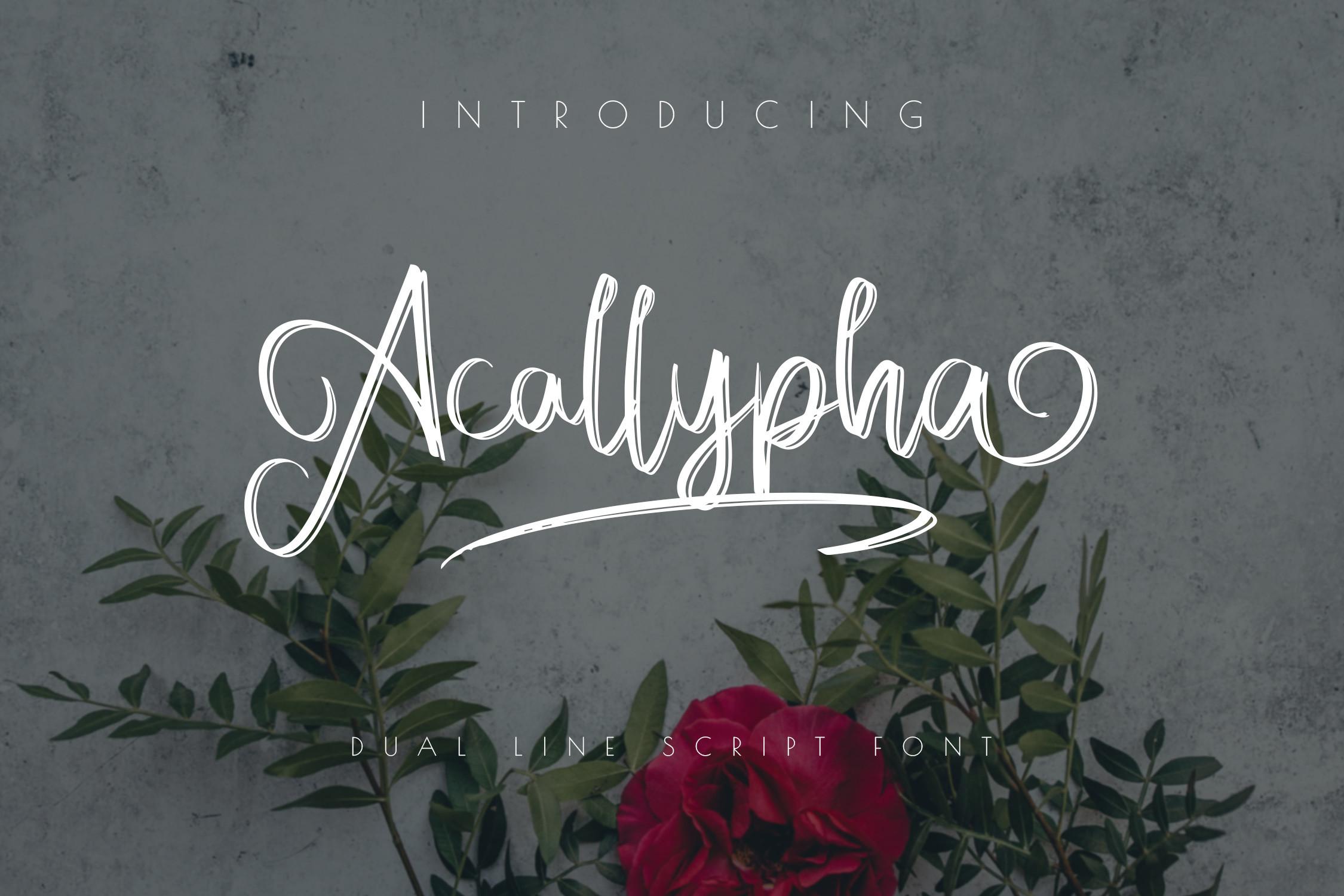 Acallypha Font