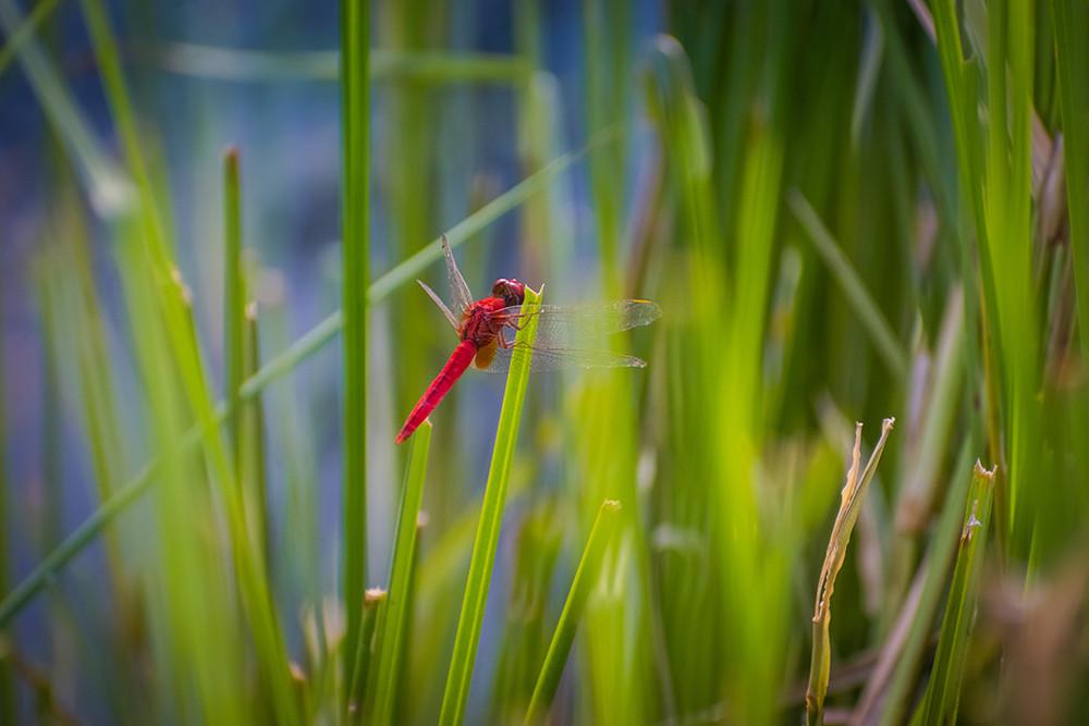 Red Dragonfly on a Green Grass