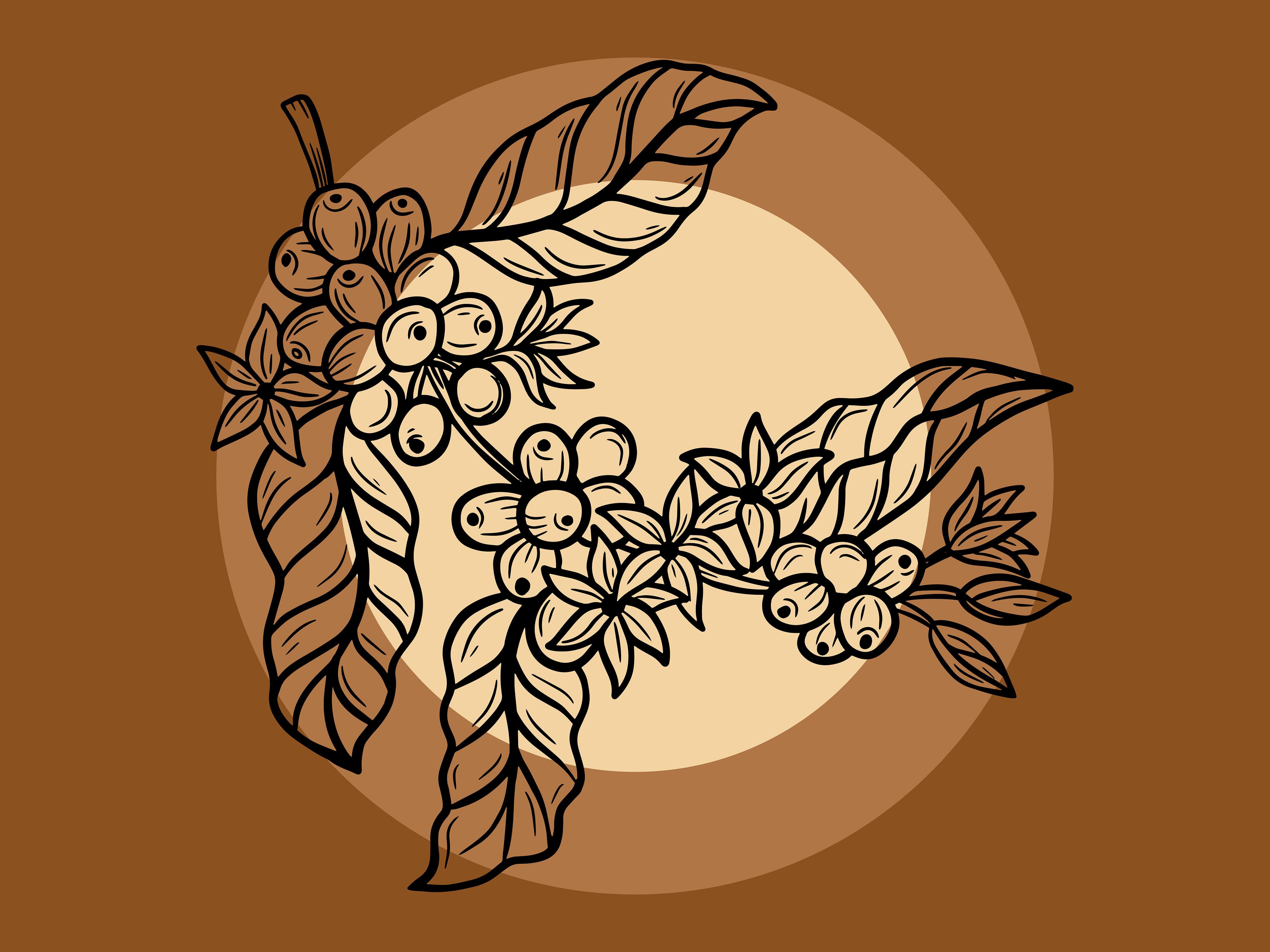 Set Leaf Tree Coffee Beans Nature