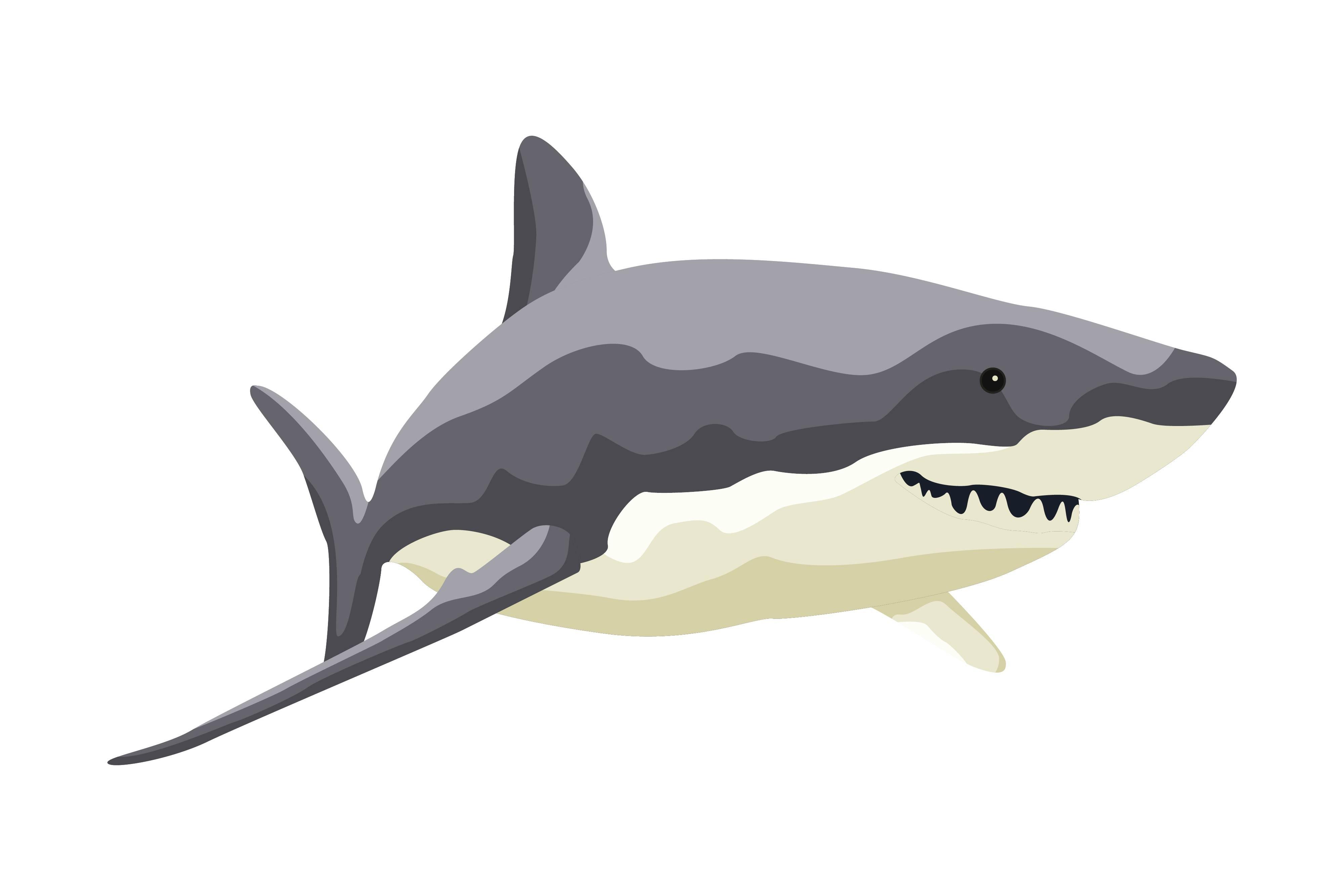 Daddy Shark Looking Food in the Sea