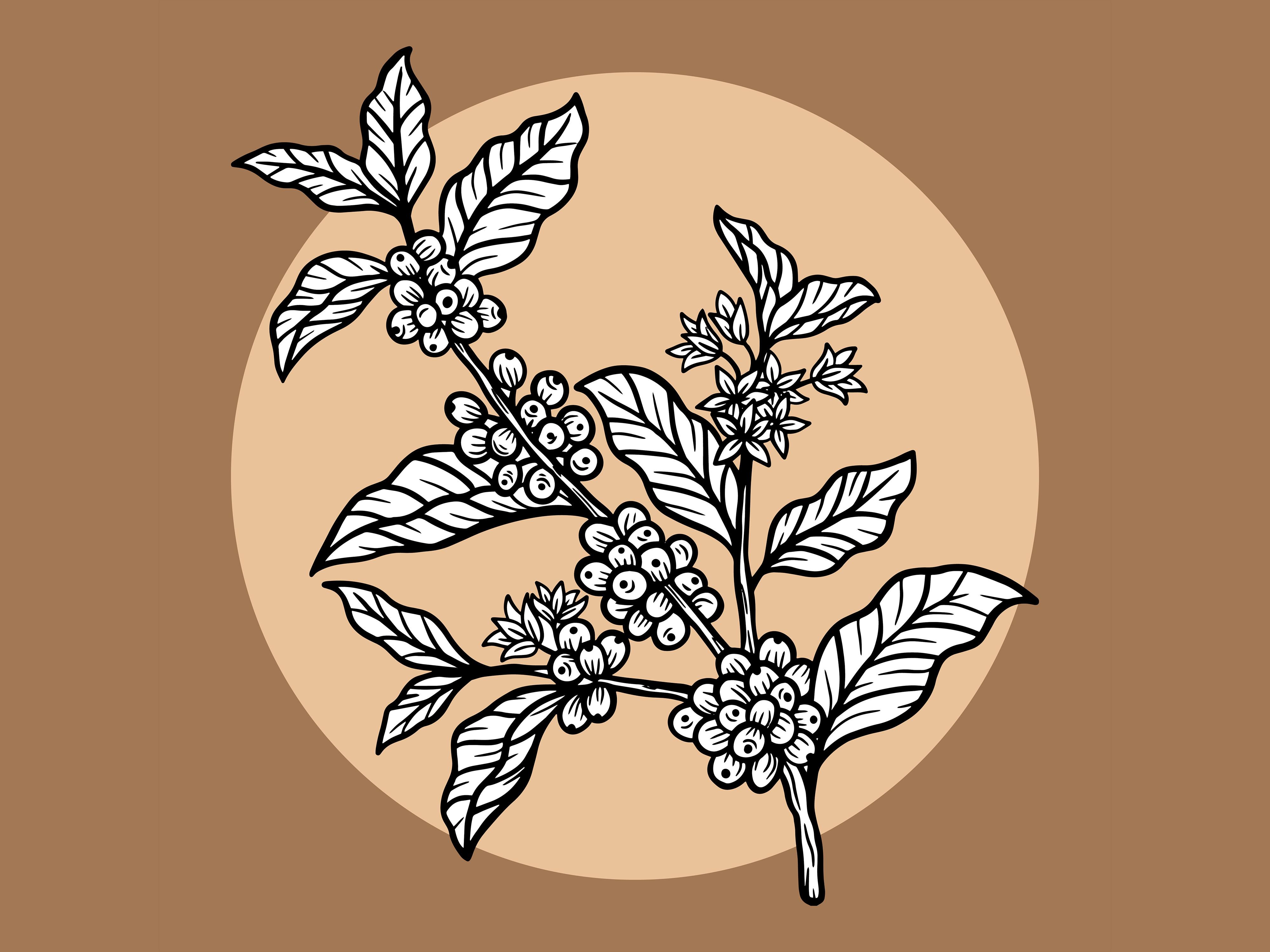 Set Leaf Tree Coffee Beans Nature