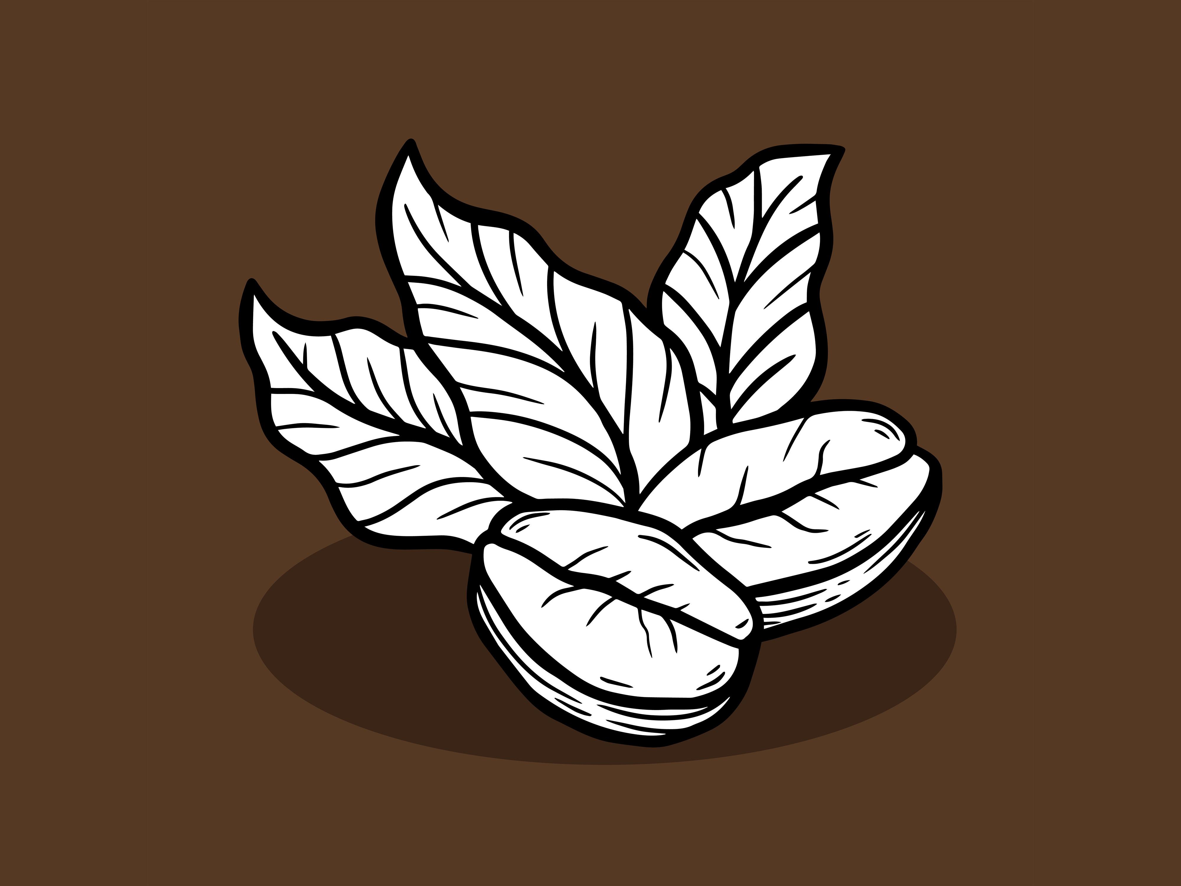 Set Leaf Tree Coffee Beans Nature