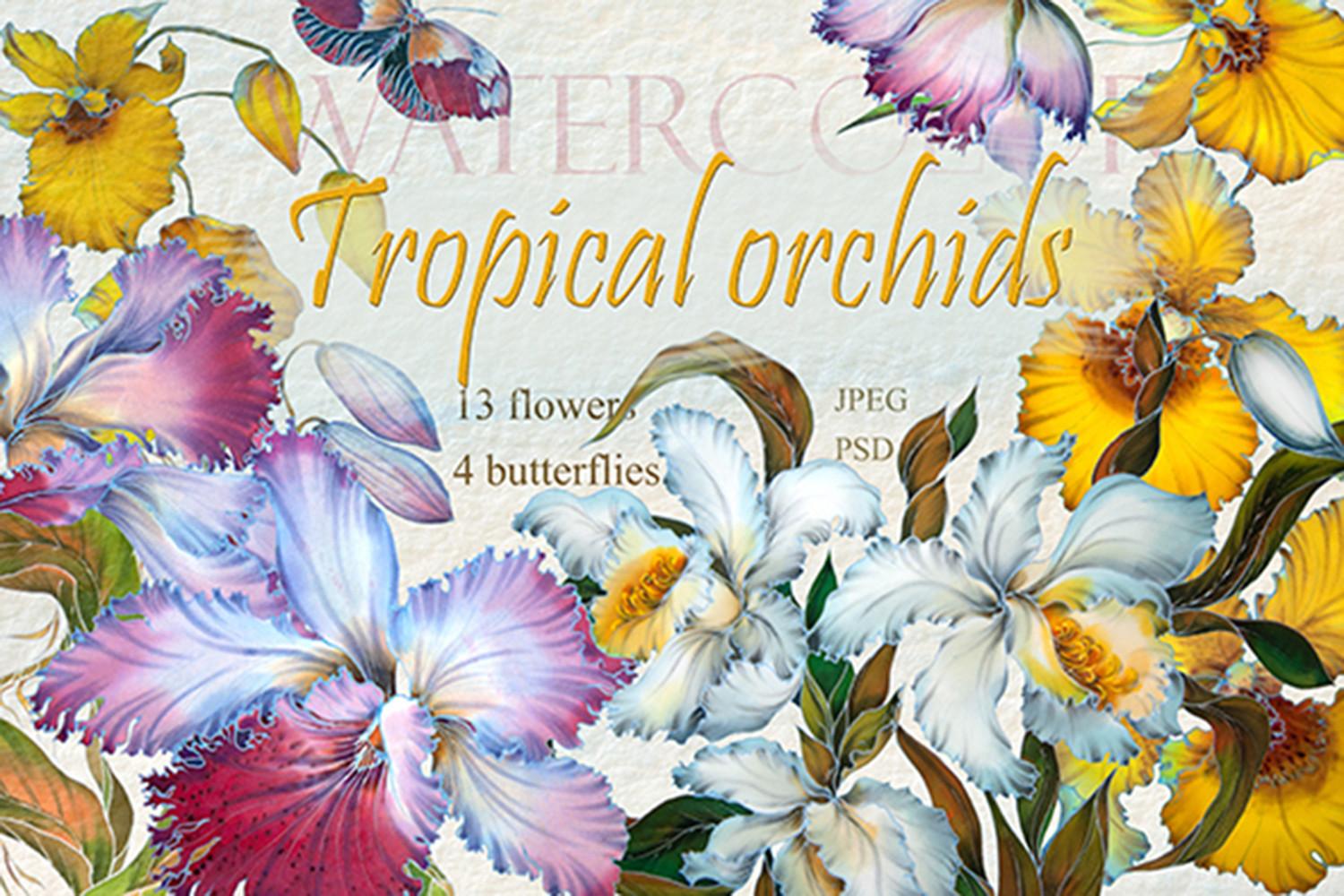 Clipart Orchids