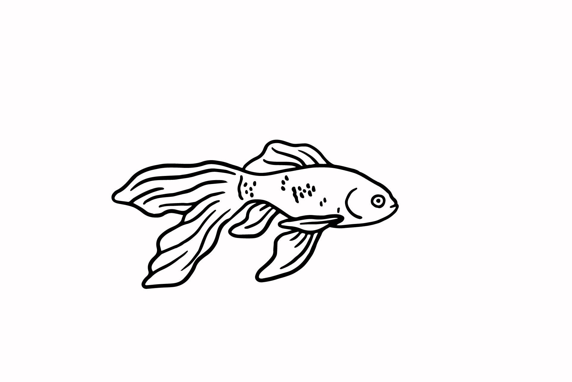 Fish Illustration