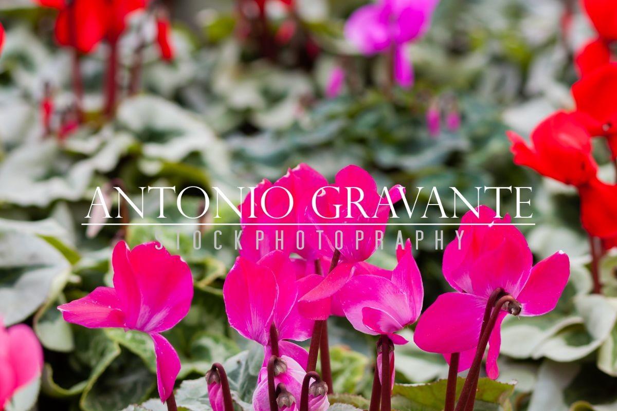 Pink Cyclamen in a Flower Pot on Blurred Background