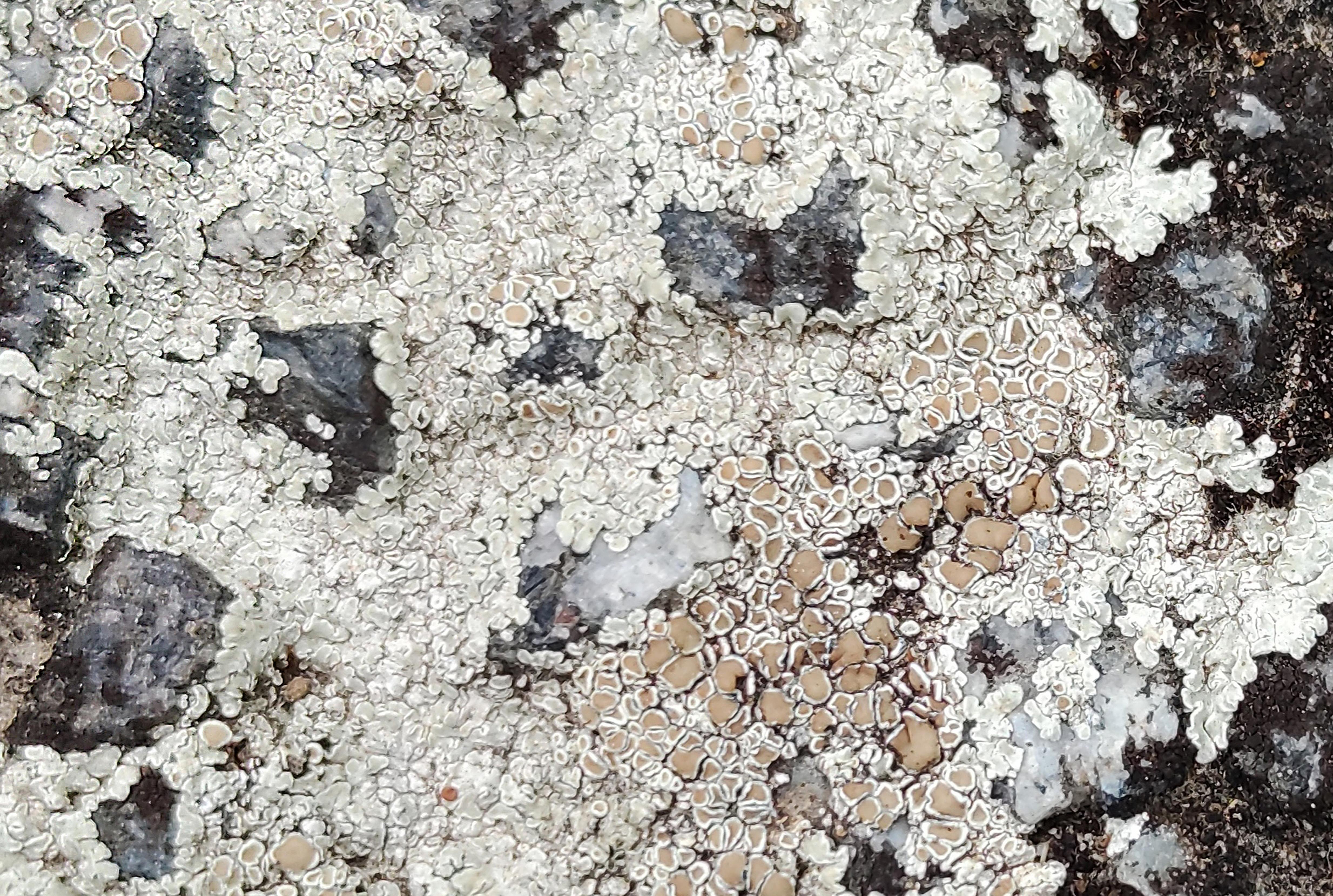Mushroom Texture Background Photo