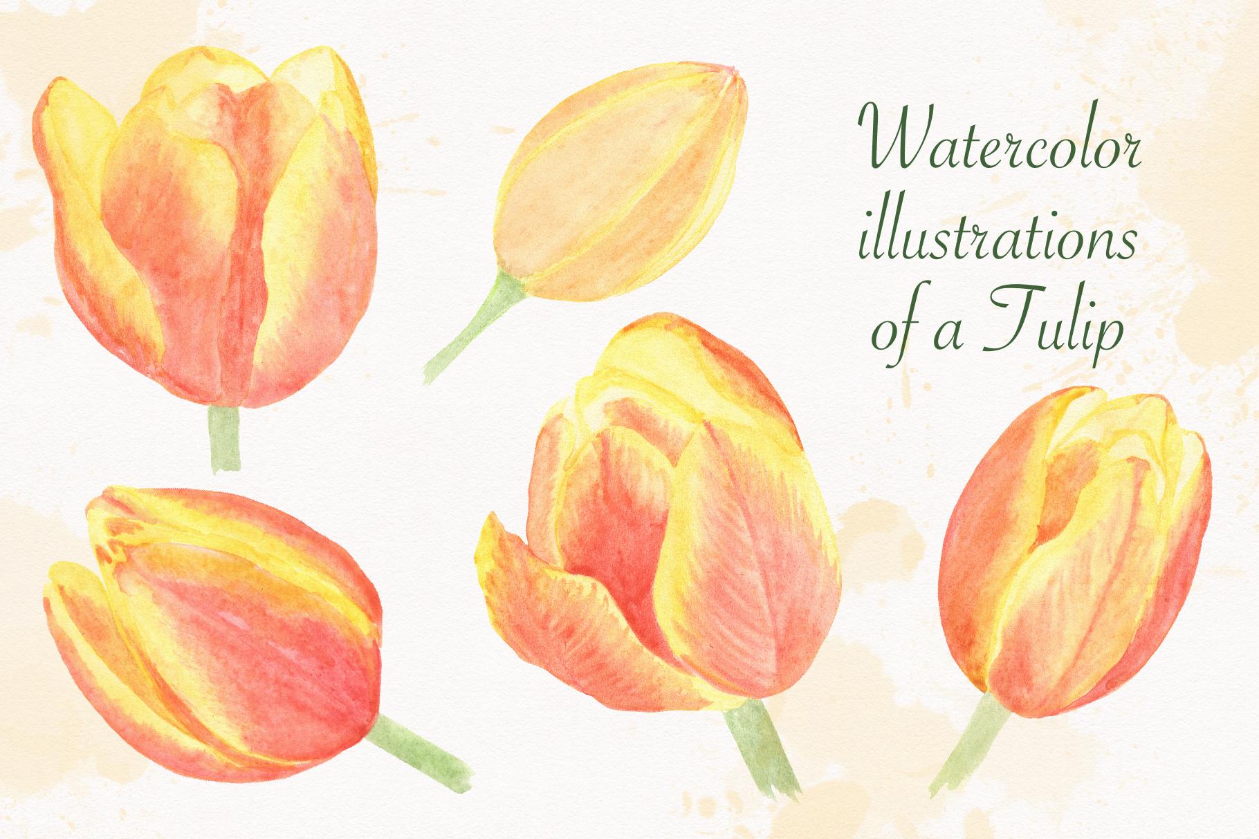 Watercolor Illustrations Yellow Tulips