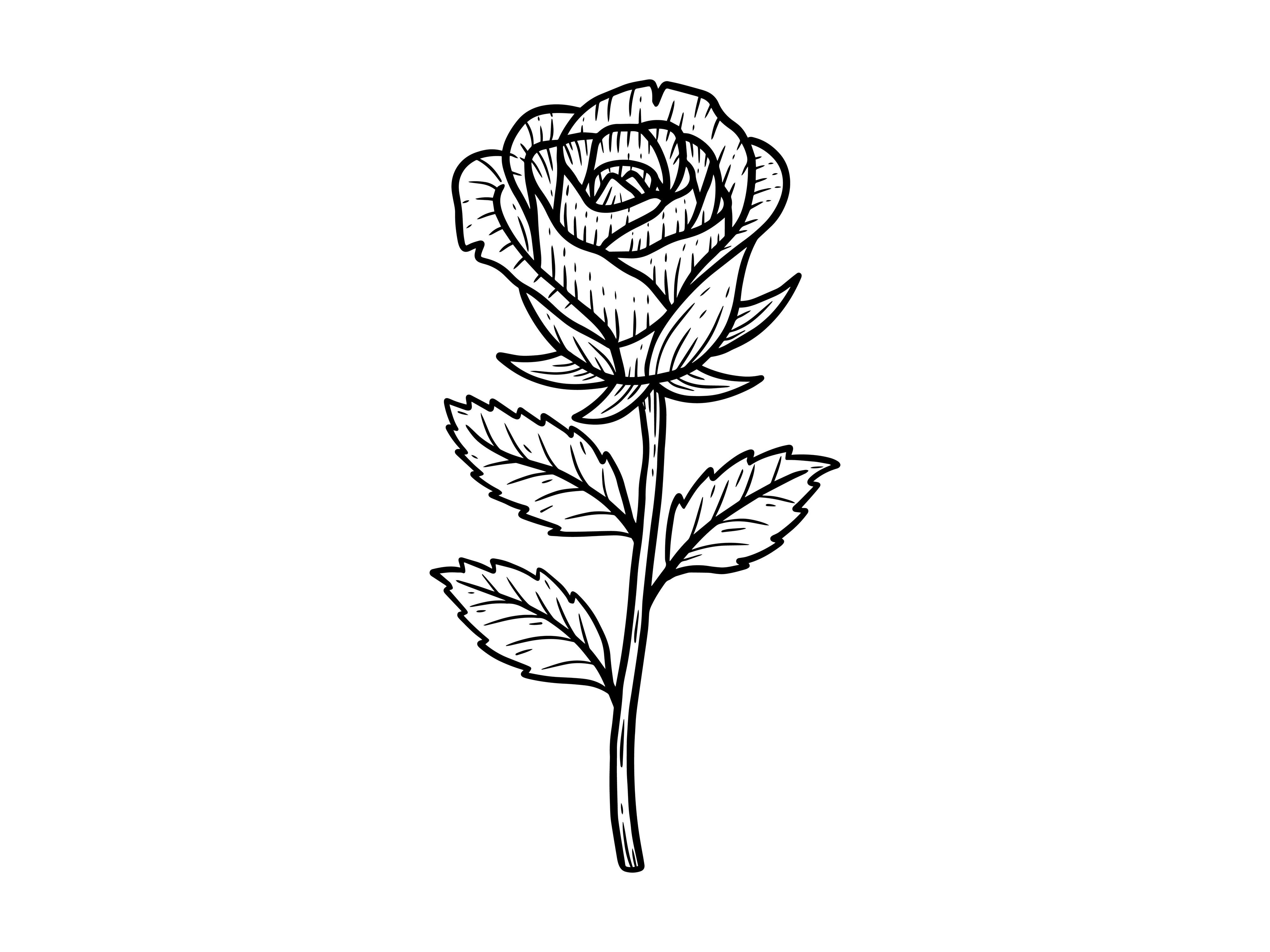 Set Line Art Flower Rose Nature
