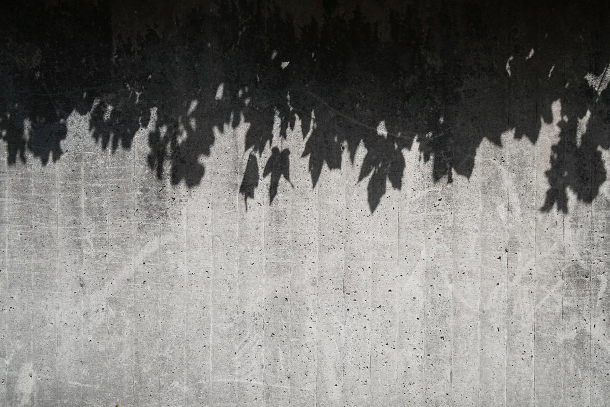 Leaf Shadows on Concrete Wall - Abstract Pattern Background