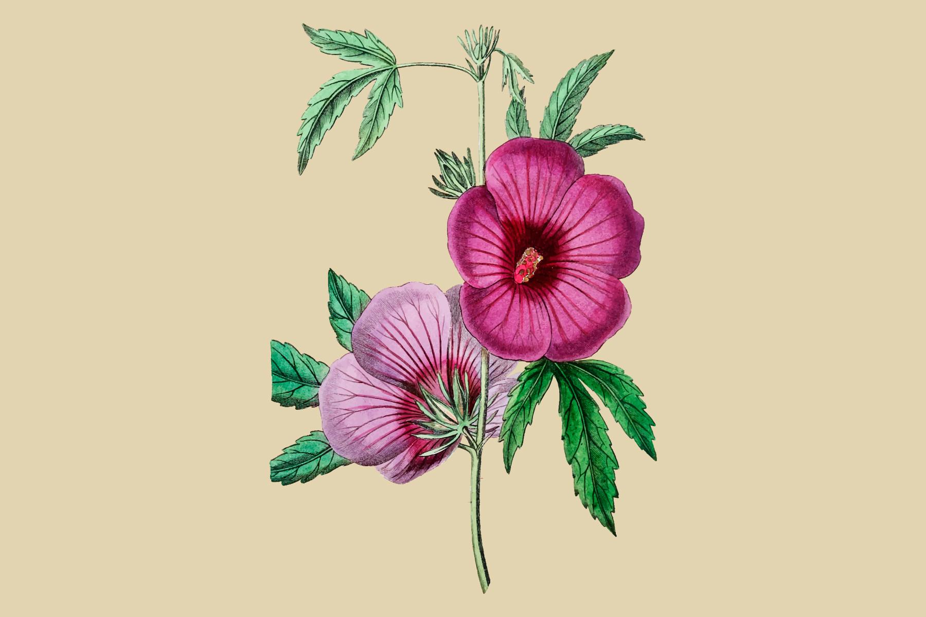 Mr.Lindley's Hibiscus Illustration
