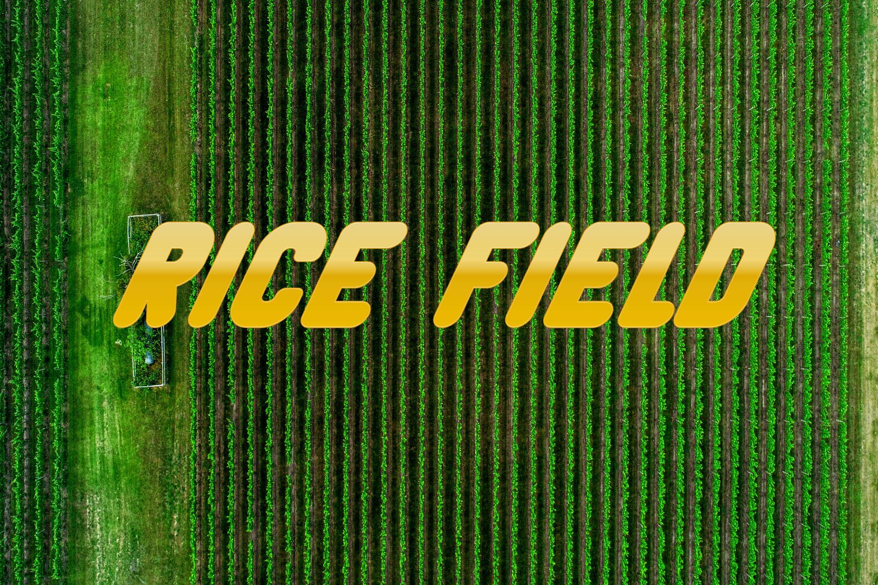 Rice Field Font