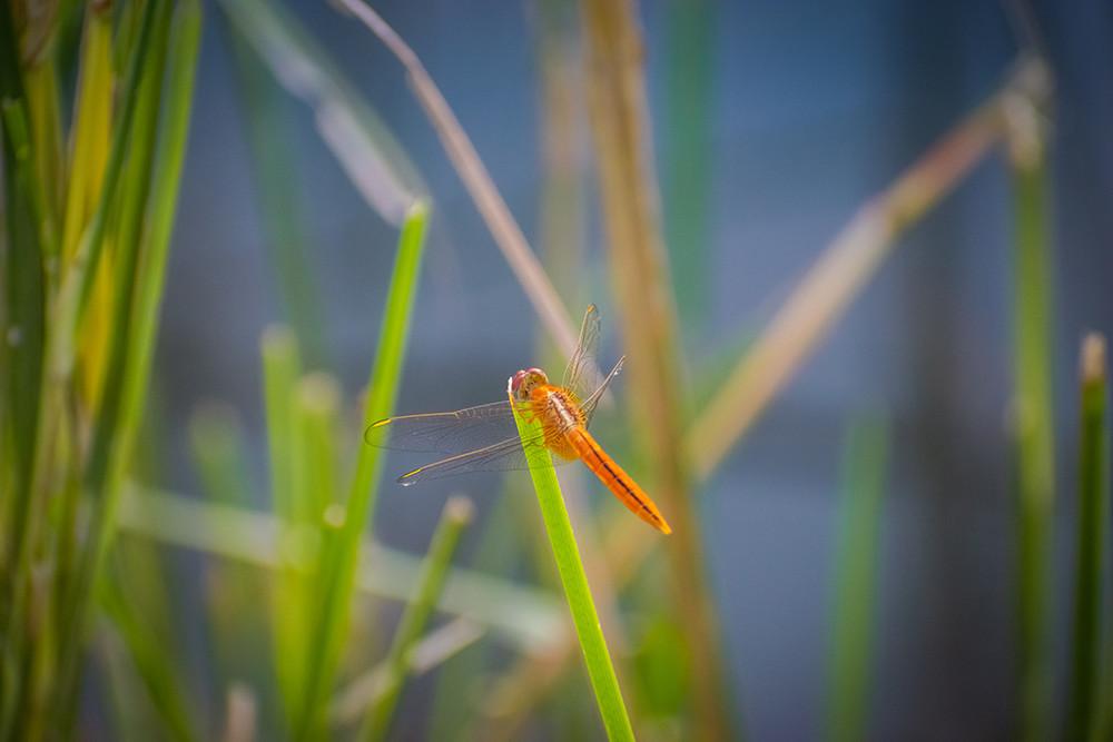 Dragonfly on a Green Grass