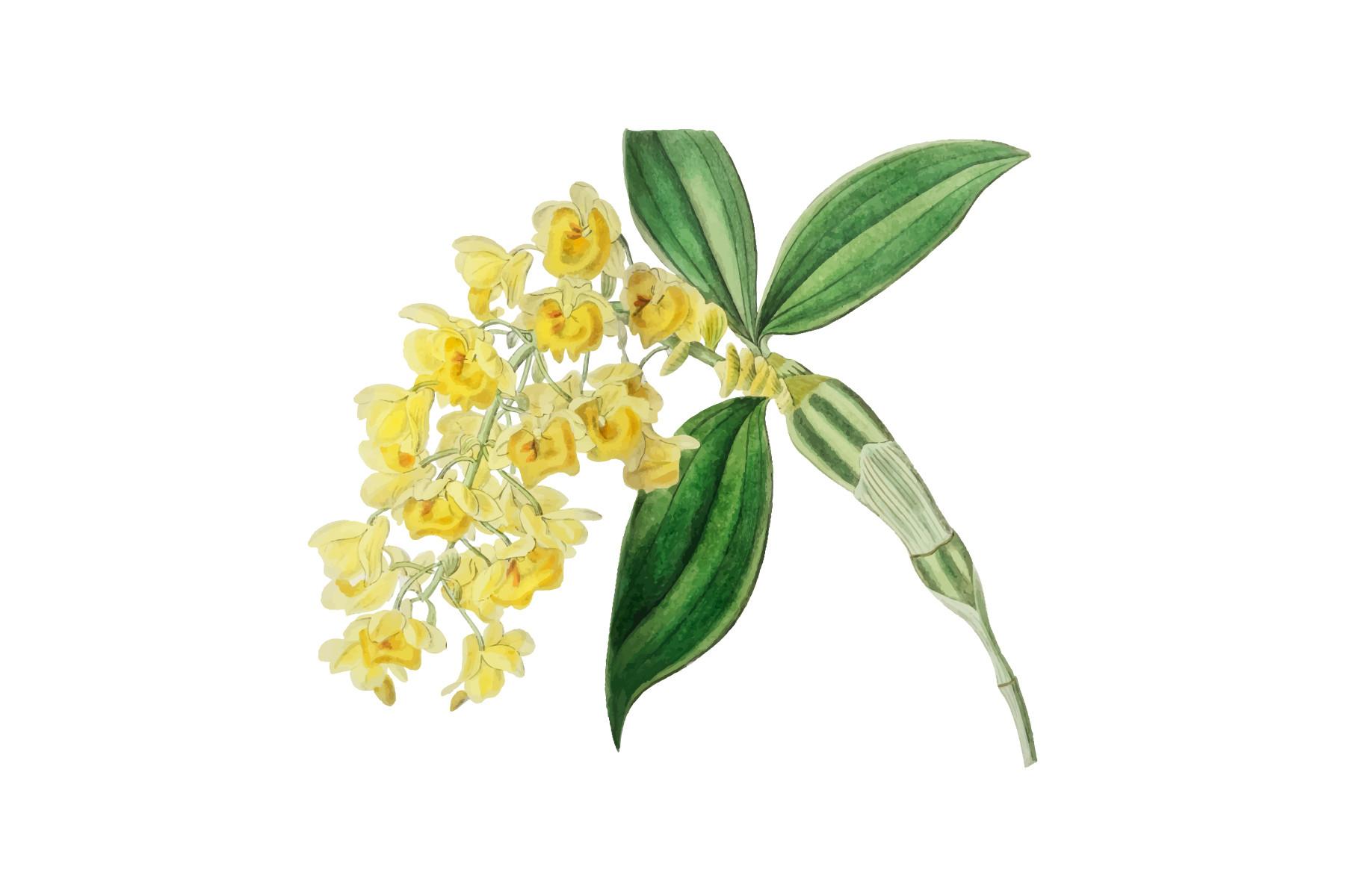 Hand Drawn Dense Flowered Dendrobiumfrom