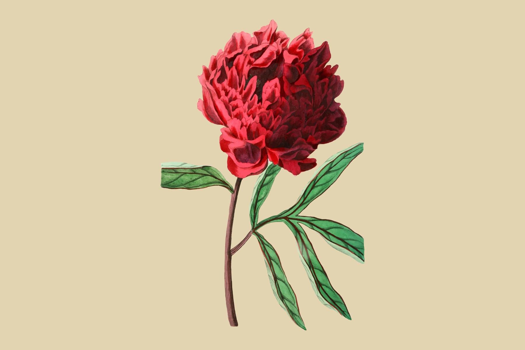 Pott's Chinese Peony Illustration