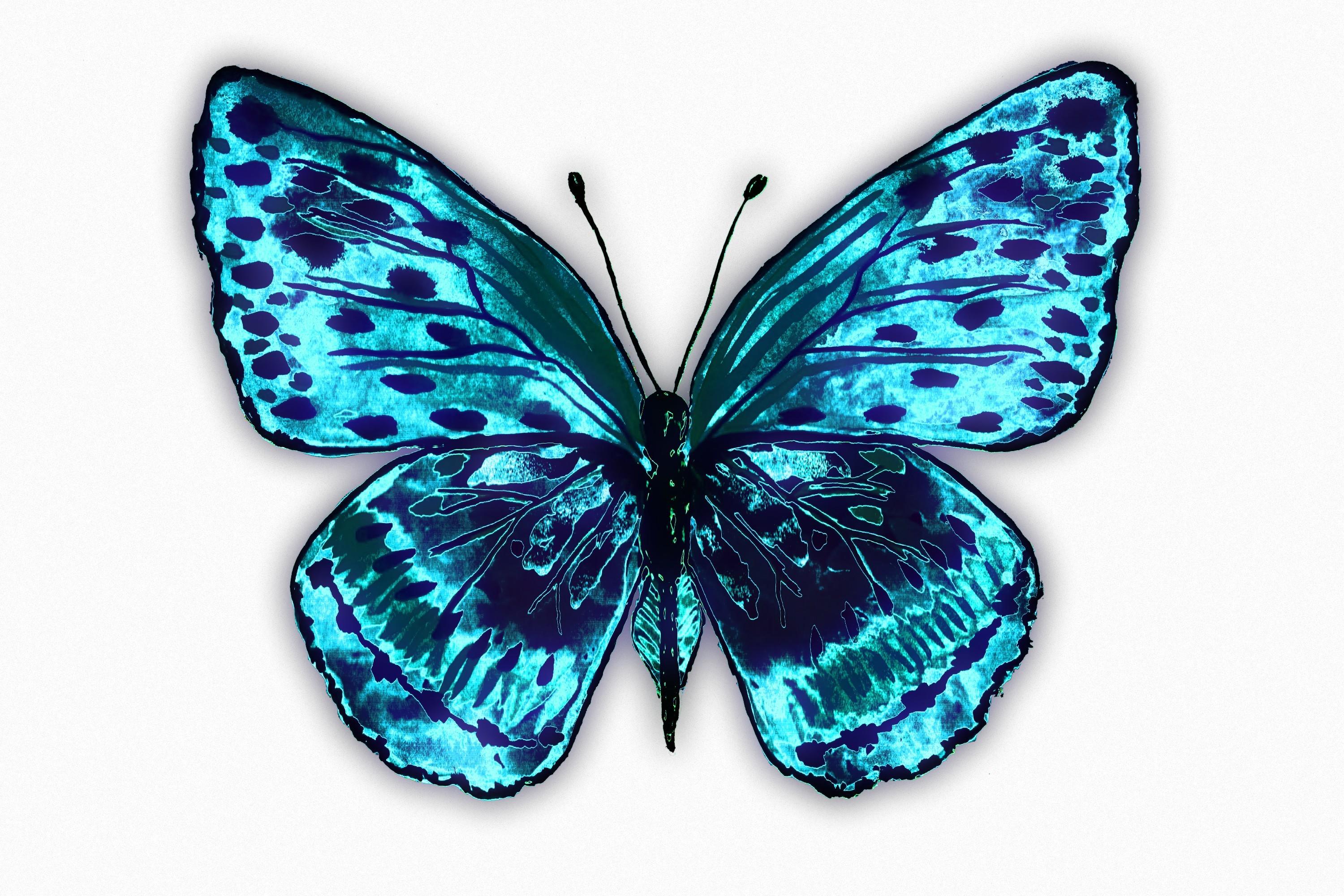 Butterfly 205