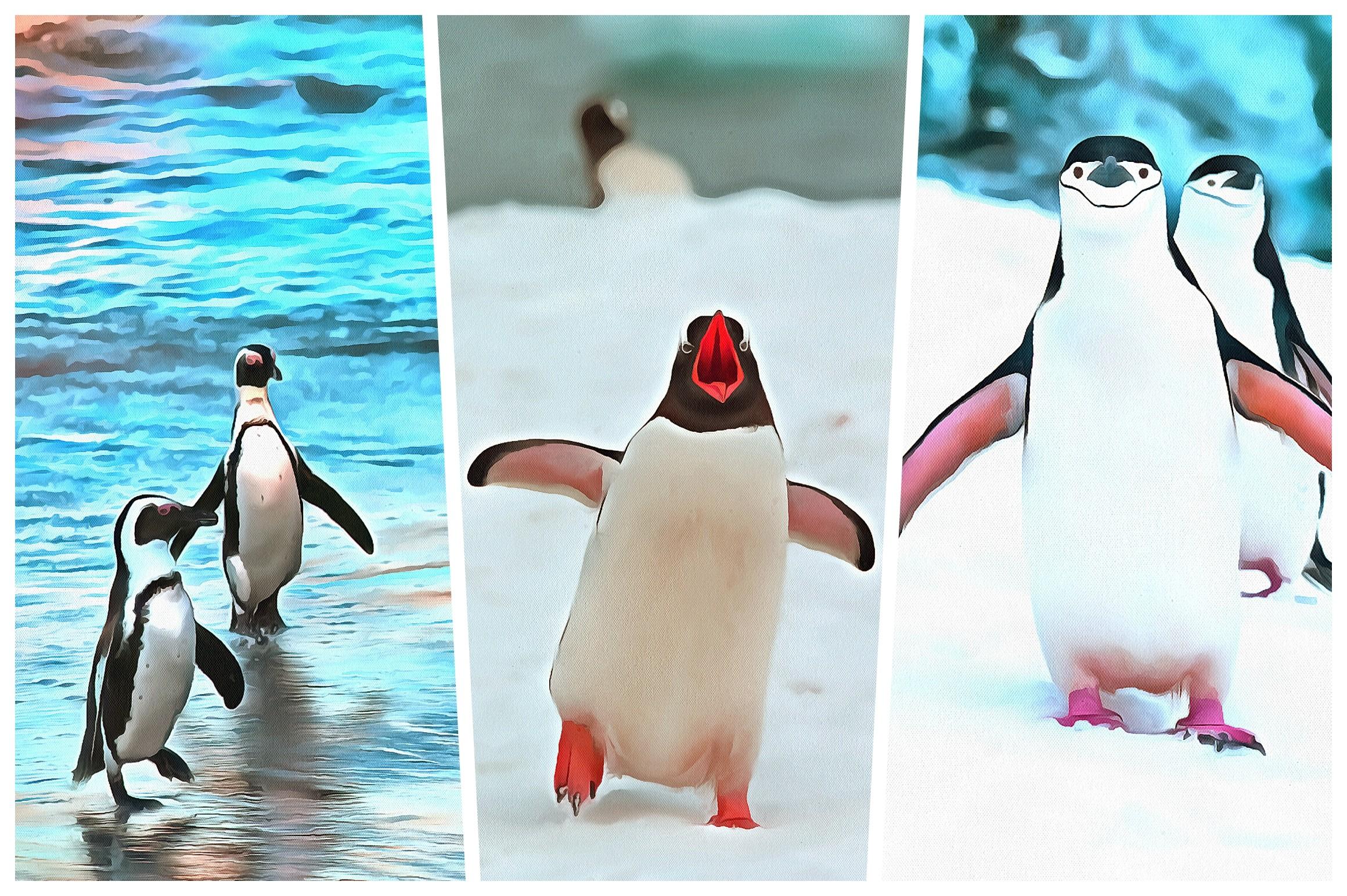Penguin Sublimation Watercolor